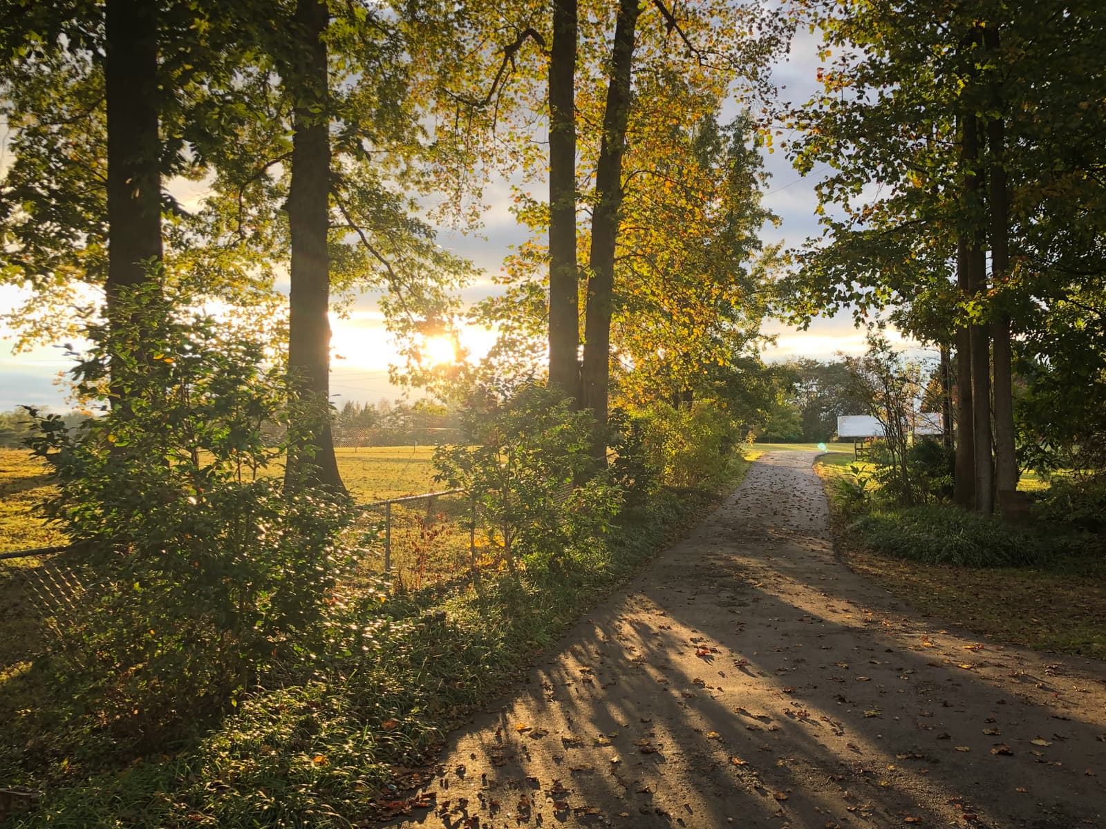 A serene country road lined with tall trees on either side, bathed in the golden light of the setting sun. The trees cast long shadows across the path, while their leaves are illuminated in shades of green and yellow. To the left, a fence runs alongside a grassy field, and in the distance, a small white building can be seen. The peaceful, sunlit scene evokes a quiet and tranquil rural setting.