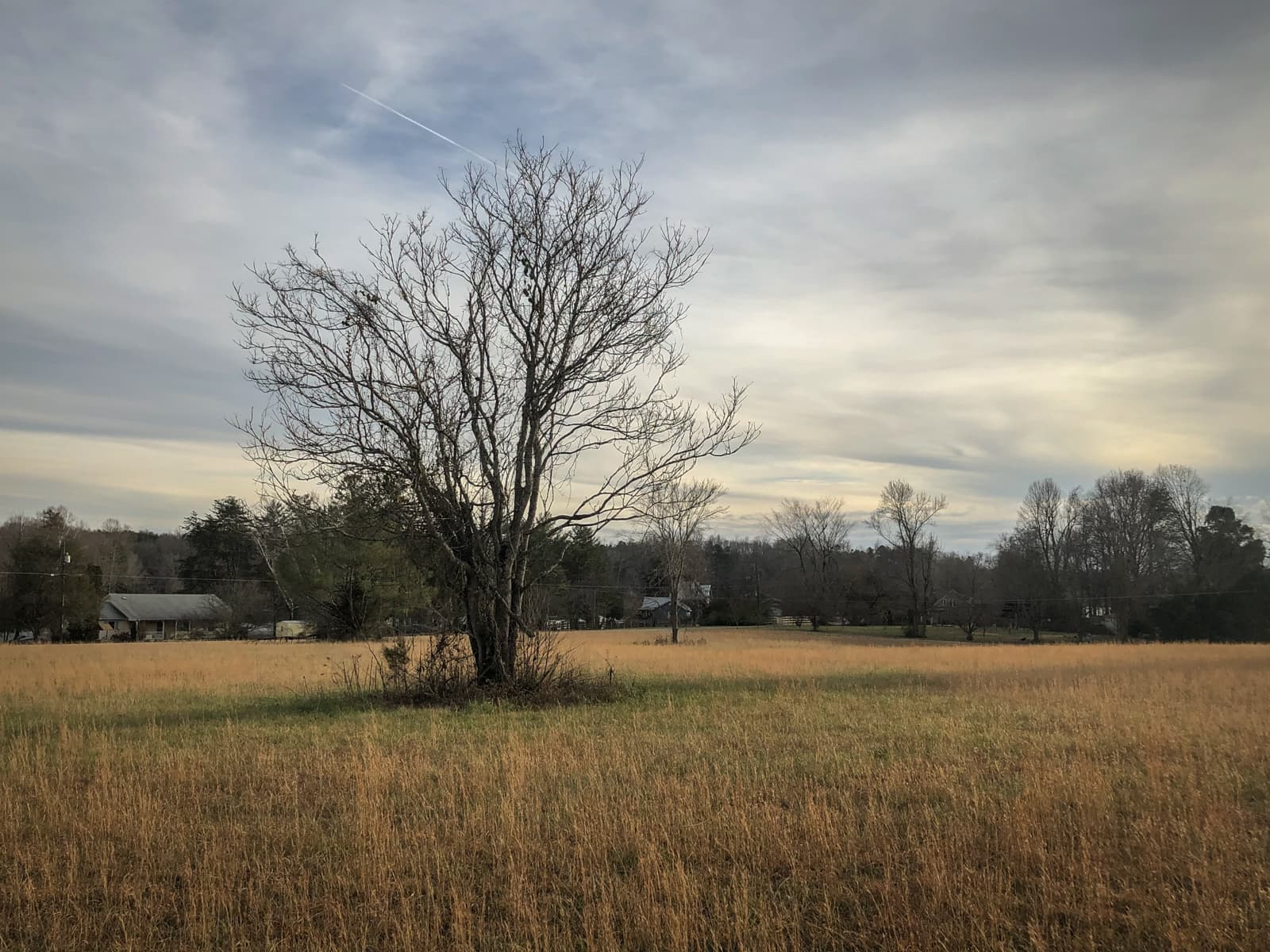 A quiet rural field with tall, dry grass and a single, leafless tree standing in the middle. The sky is overcast, with soft clouds stretching across the horizon. In the distance, trees and small houses can be seen, adding to the calm, peaceful atmosphere of the countryside.