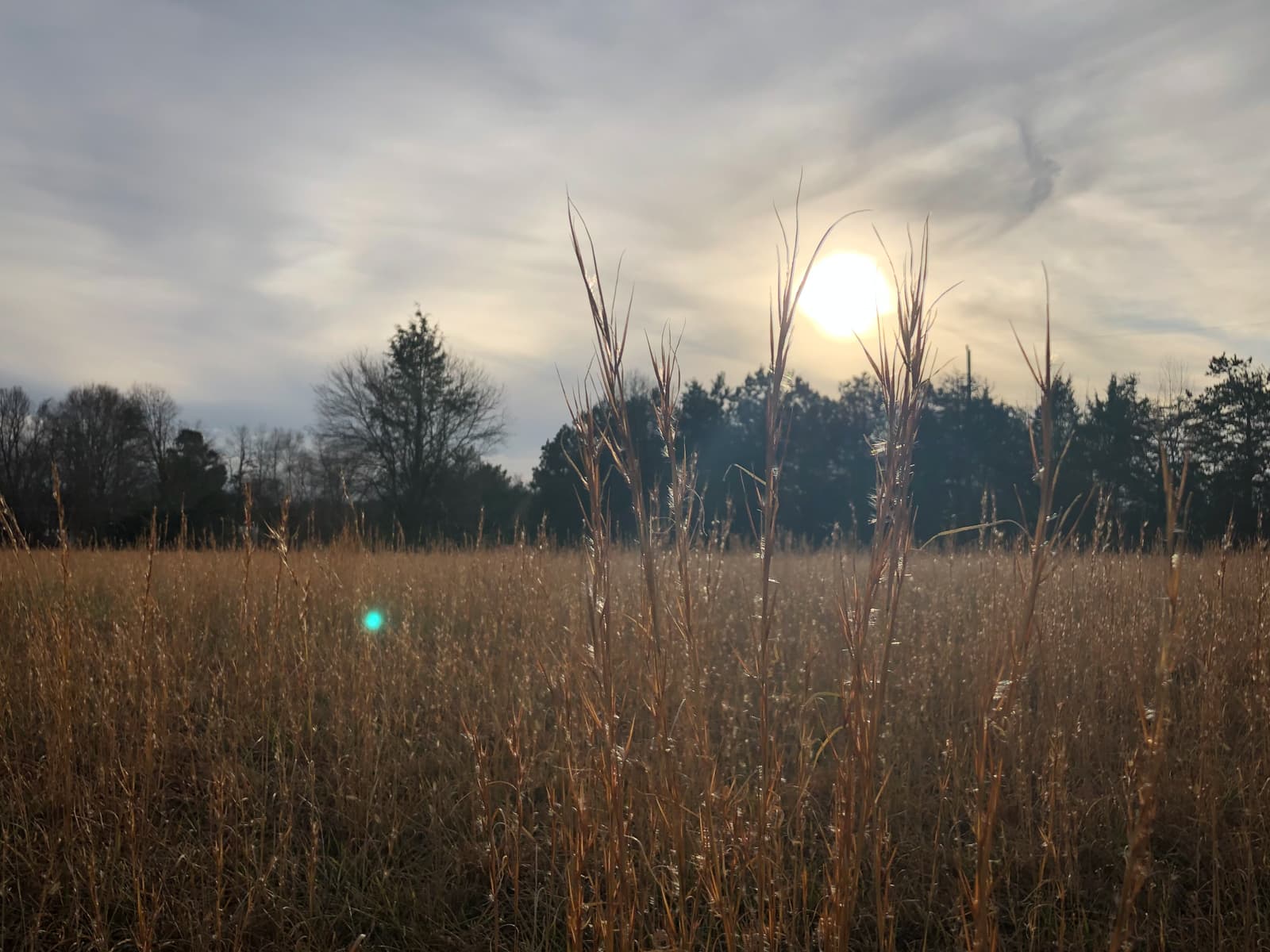 A close-up of tall, golden grass in a field, backlit by the setting sun. The sun casts a warm glow over the landscape, while the trees in the background are slightly silhouetted against the soft, cloudy sky. The grass stalks are highlighted in the foreground, adding texture and depth to the scene.