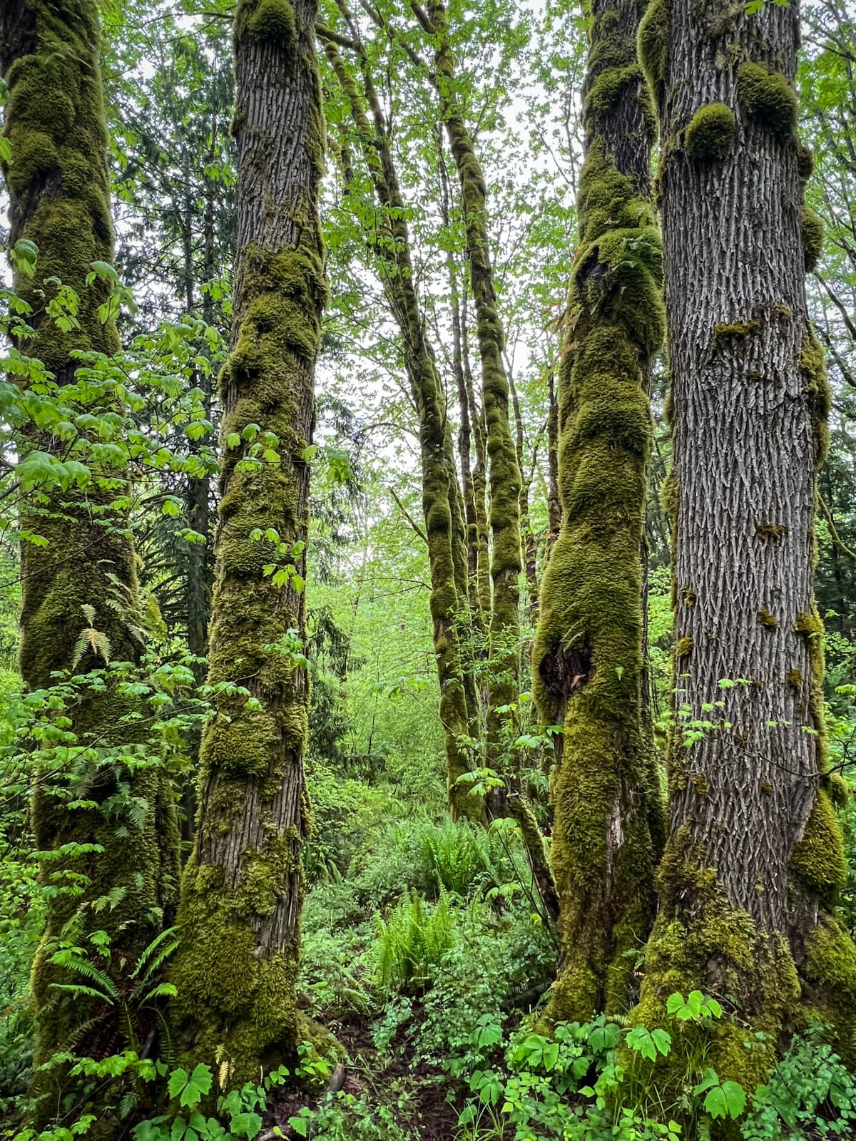 A forest scene featuring several tall trees with thick, textured trunks covered in vibrant green moss. The trees are closely grouped, and the surrounding underbrush is filled with ferns and other greenery, giving the impression of a rich, thriving ecosystem in a temperate forest.