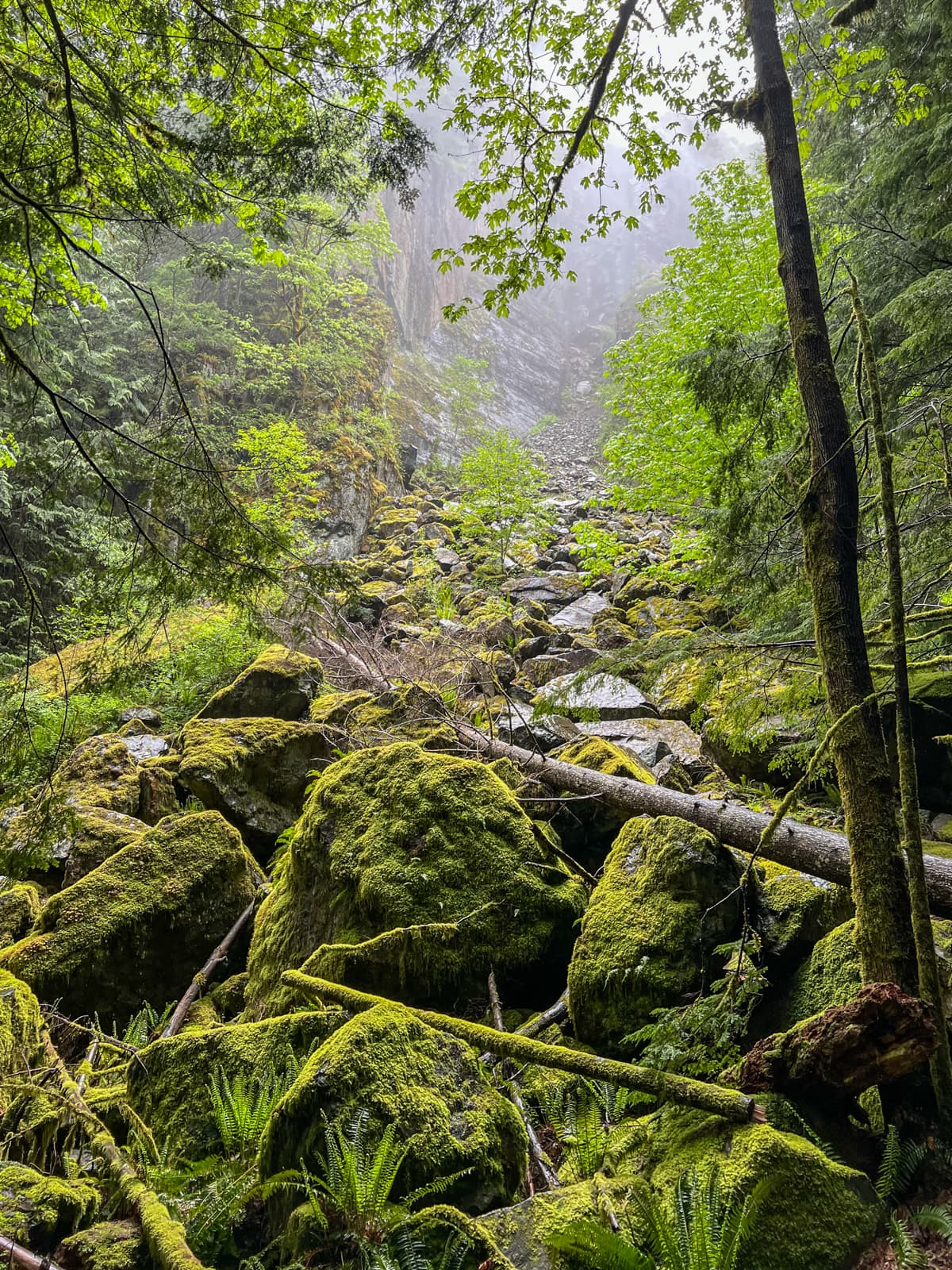 A lush, misty forest scene with large moss-covered boulders scattered across the forest floor. Towering trees frame the scene, and the distant view is shrouded in mist, creating a sense of depth and tranquility. Ferns and fallen branches add to the dense, green atmosphere of the forest.