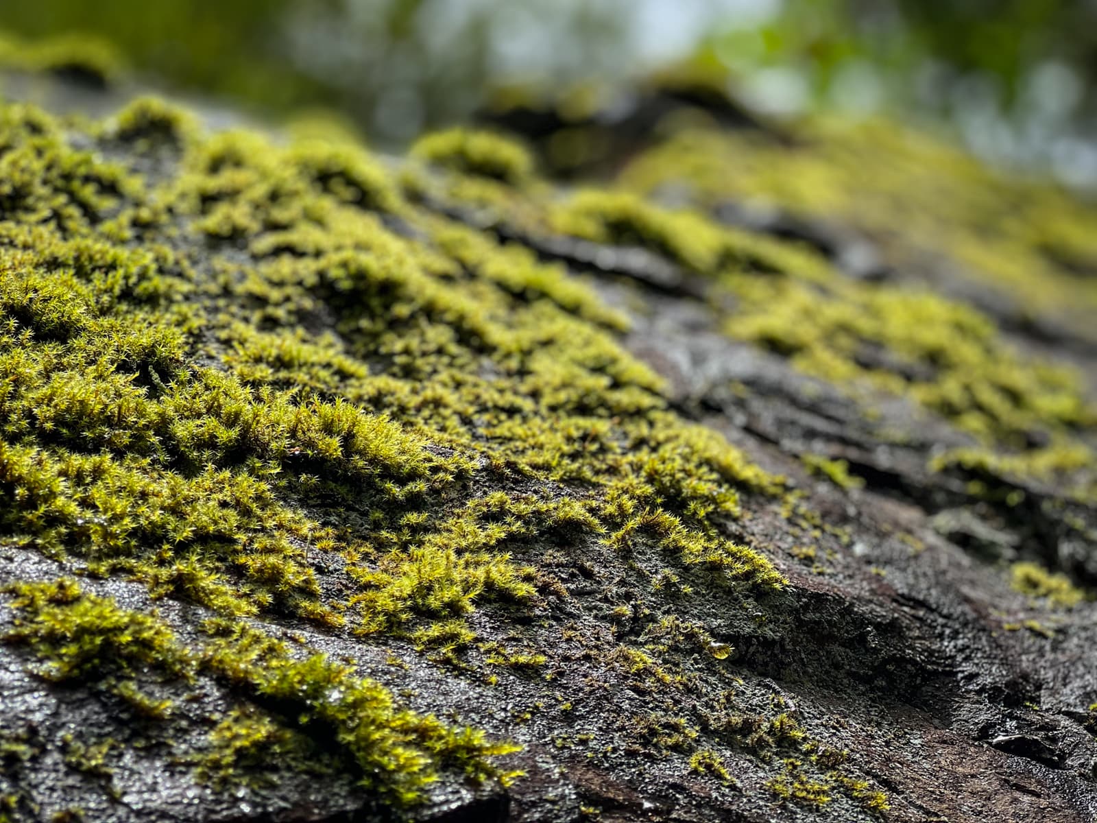A close-up view of bright green moss growing densely on the surface of a dark, textured rock. The fine details of the moss create a soft, almost fuzzy appearance, with the background softly blurred, emphasizing the natural beauty of the moss-covered surface.