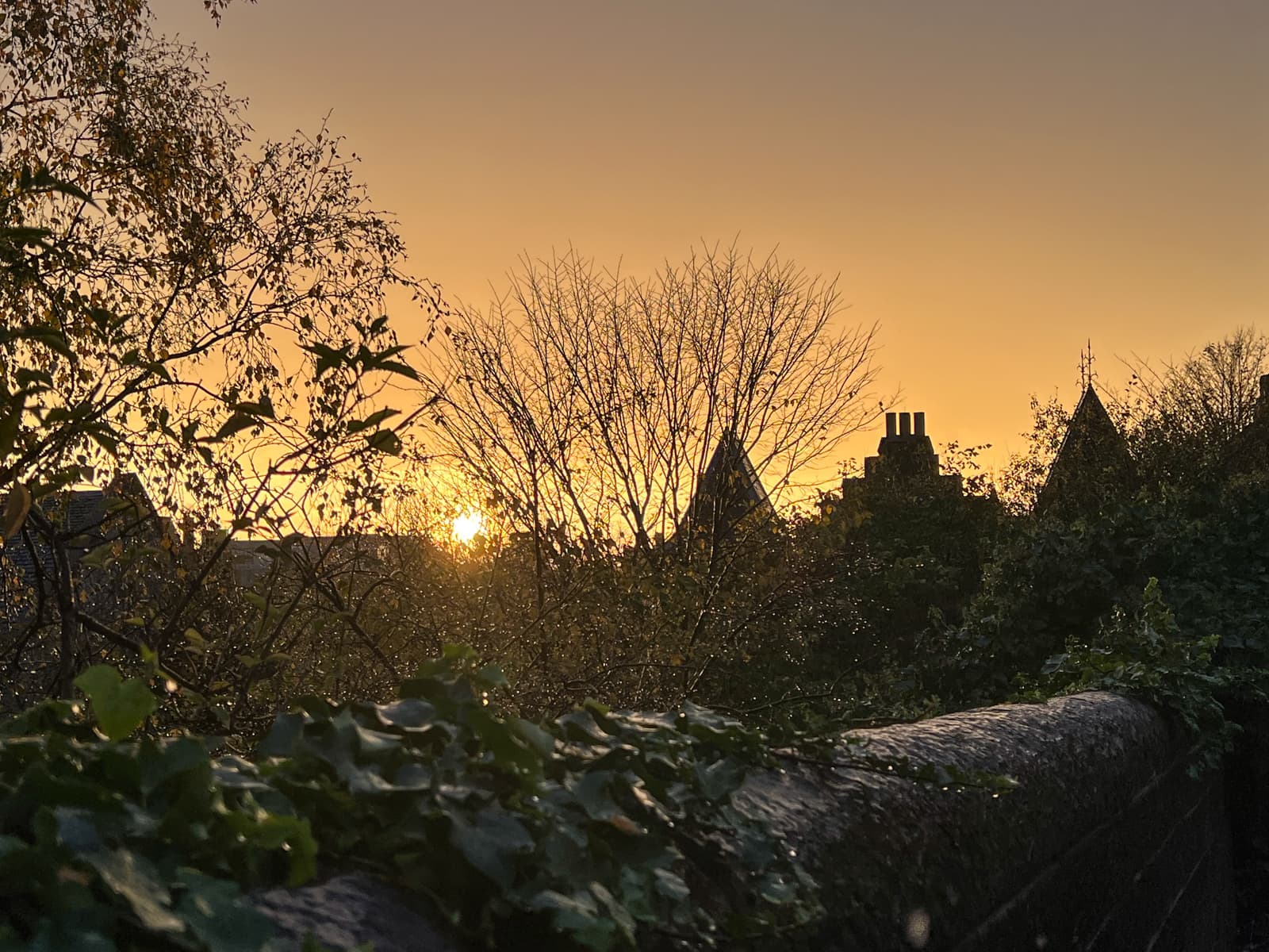 A golden sunset seen through the silhouette of trees, with the tops of rooftops and chimneys visible in the distance. The foreground is filled with ivy and foliage, softly illuminated by the fading sunlight.