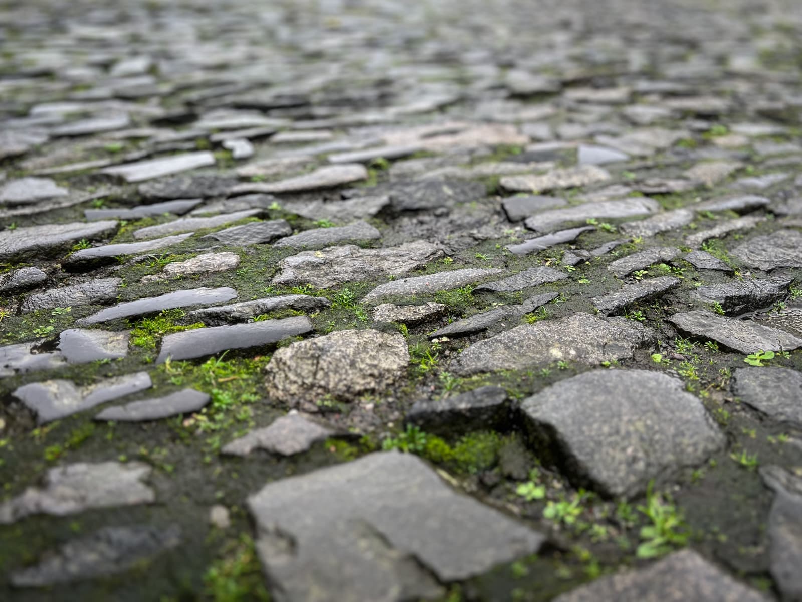 A close-up of old cobblestone pavement, with patches of green moss and tiny plants growing between the stones. The texture and uneven surface of the weathered stones are prominent.