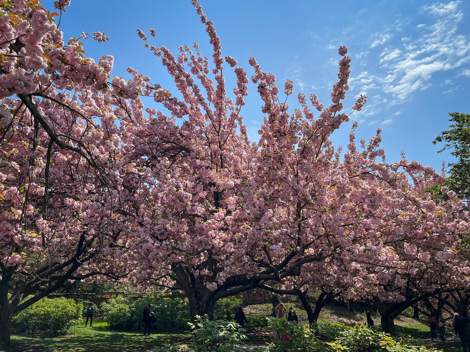 A vibrant springtime scene of cherry blossom trees in full bloom, with dense clusters of pink flowers spreading across the branches. The bright blue sky and patches of clouds provide a serene backdrop, while people walk underneath the canopy of blossoms in a sunlit garden.