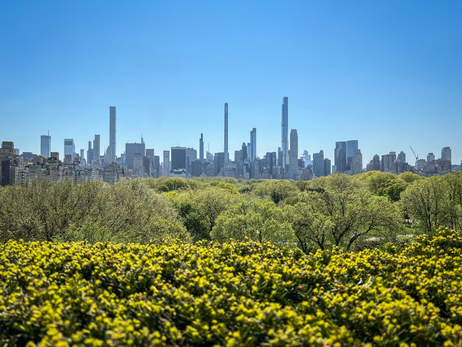 A bright daytime photo of a city skyline in the background, with tall skyscrapers rising above a lush, green park. The foreground features yellow-flowering shrubs, and the sky is clear and blue.