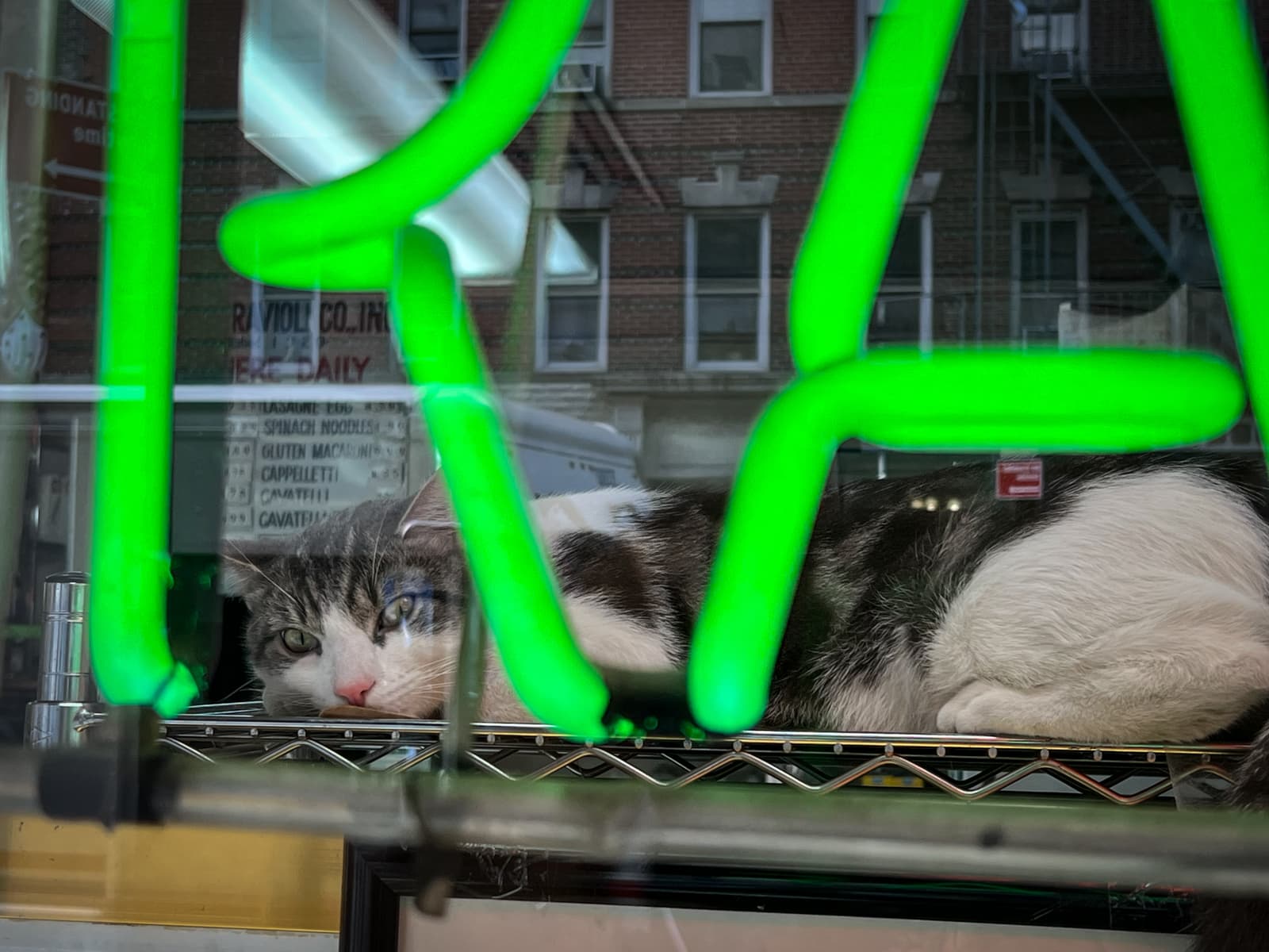 This image features a cat resting behind a window, seemingly inside a shop. The cat, with a calm yet slightly curious expression, is lying on a metal shelf, peeking through the glass at the world outside. In the foreground, part of a bright green neon sign is visible, partially obscuring the view of the cat. The background shows a glimpse of a city street with brick buildings and signage, giving the impression of an urban setting. The reflection on the glass also adds to the layered depth of the image, blending the interior of the shop with the outside scene.