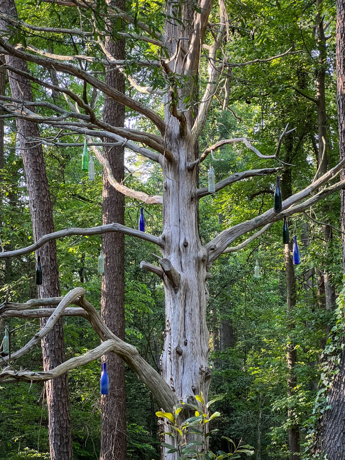 This photo shows a leafless tree adorned with various colored bottles (green, blue, clear) hanging from its branches. The tree is located in a wooded area, giving the scene a whimsical, almost folk-art-inspired appearance. The sun filters through the surrounding green foliage, casting soft light on the branches and bottles.