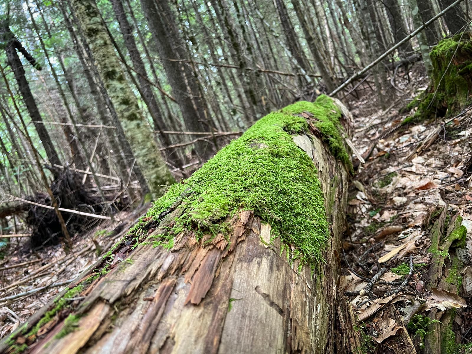 This image features a close-up of a fallen tree trunk covered in green moss. The log lies on the forest floor, surrounded by trees and undergrowth. The texture of the bark, the moss, and the forest’s organic debris create an immersive sense of the natural world and the cycle of life.
