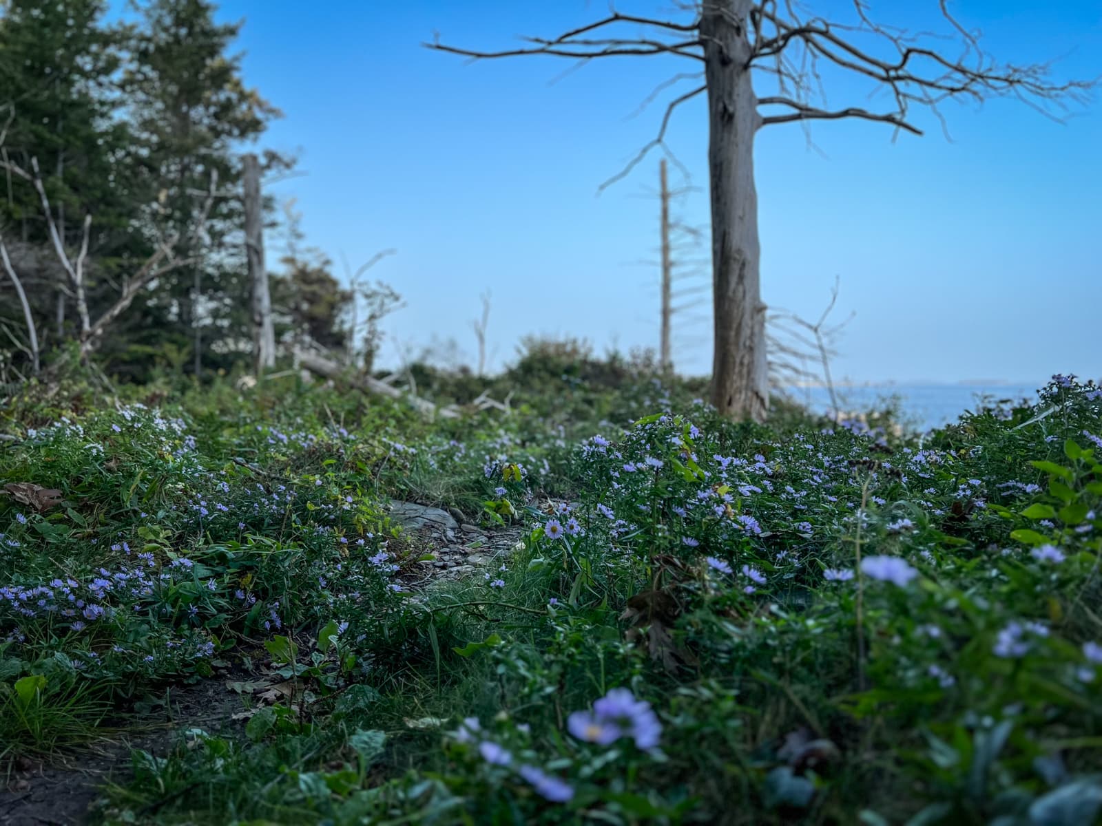 This image features a serene coastal landscape with a foreground of wildflowers, scattered across a grassy area. The flowers are small and purple, giving the scene a peaceful, natural charm. A prominent, leafless tree stands against a clear blue sky, adding an element of contrast to the lush greenery around. The horizon hints at the sea, blending the elements of land and water, while the overall mood feels tranquil and contemplative.