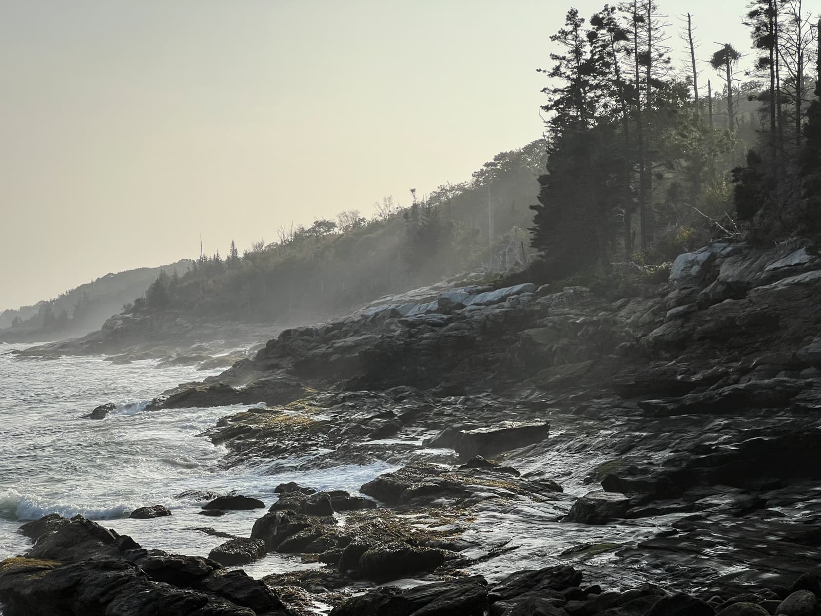 This image captures a rugged coastline with large rocks and crashing waves. The mist from the sea creates a soft haze around the trees along the cliff, adding depth and atmosphere to the scene. The light is soft, likely from the early morning or late afternoon, which adds a golden glow to the mist and the rocks. The combination of water, rocks, and trees creates a beautifully moody and natural scene, rich with texture and contrast.