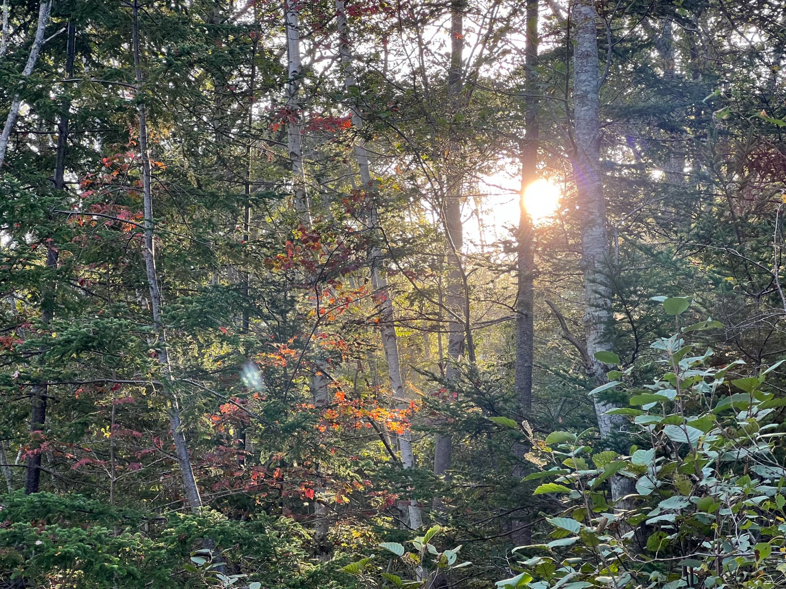 In this photo, sunlight filters through a dense forest, casting a warm glow on the trees and highlighting a few branches with autumn-colored leaves. The mix of green foliage and touches of red and yellow creates a peaceful, natural atmosphere, with the light giving the forest a soft, ethereal quality.