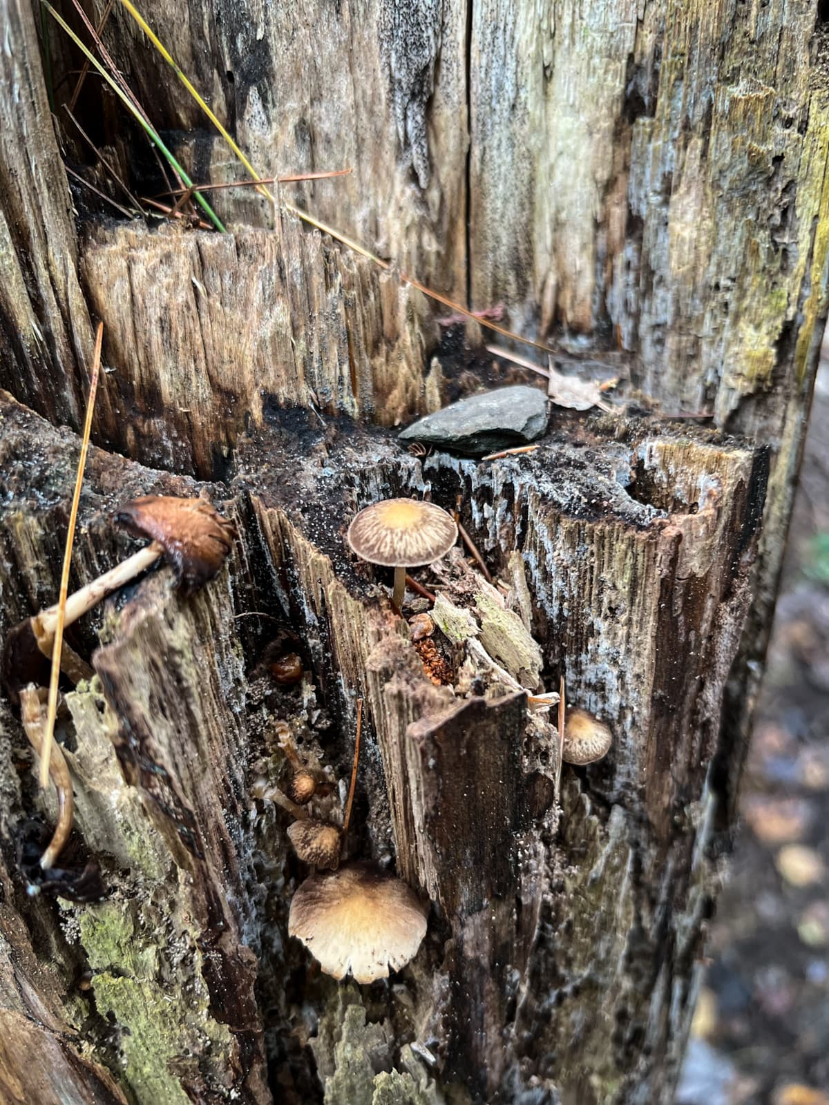 A cluster of small mushrooms growing out of a decaying tree stump, surrounded by moist wood and forest floor debris.