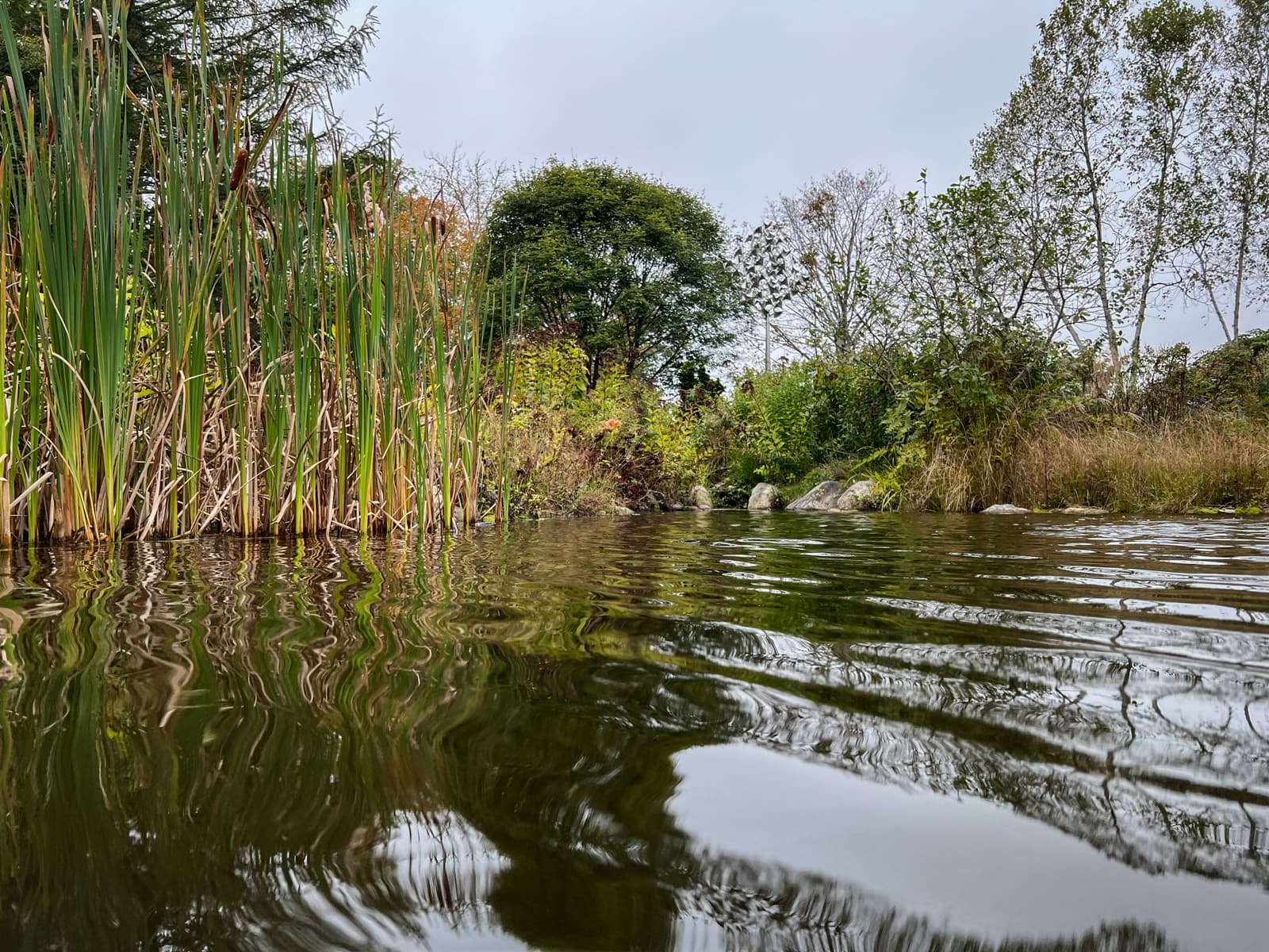 A tranquil pond surrounded by tall reeds and lush greenery. The reflection of the vegetation is mirrored in the still water.