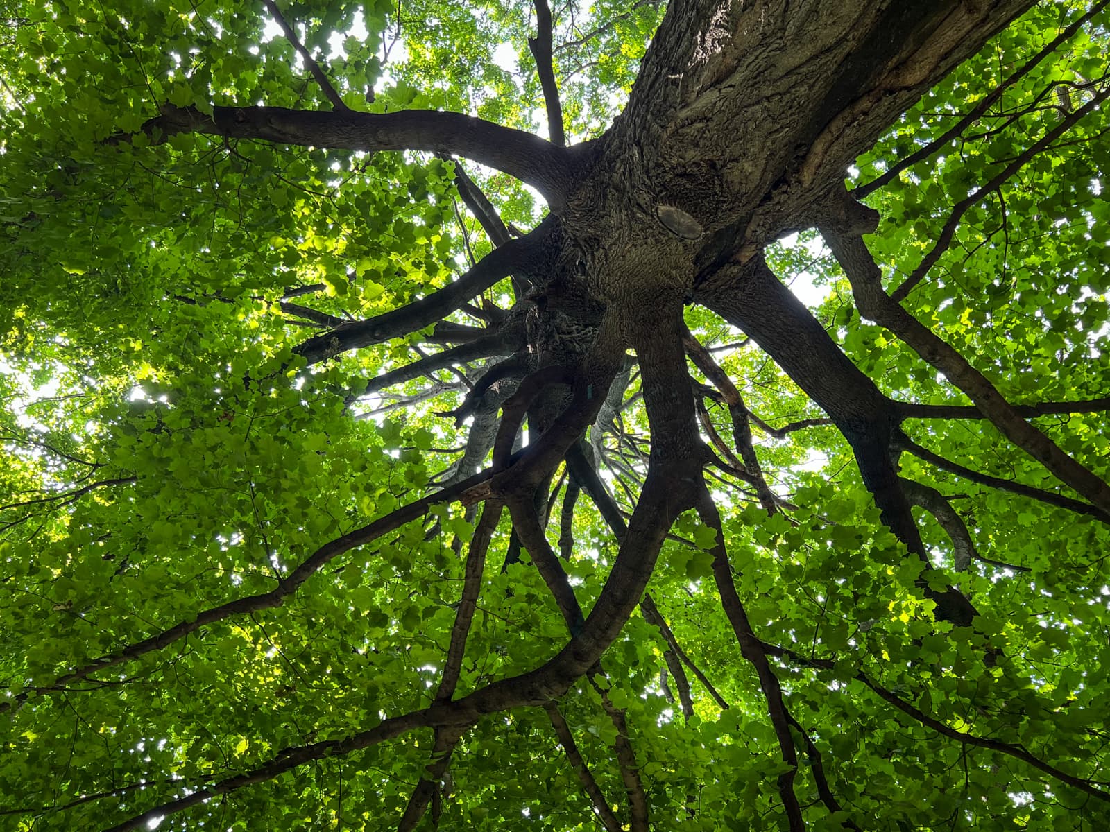 A wide, upward view of a tree from beneath, focusing on the sprawling branches that extend outward in all directions. The bright green leaves form a dense canopy, with sunlight shining through, creating a dappled effect on the leaves and branches. The tree’s large limbs create a natural, organic pattern against the bright green background.