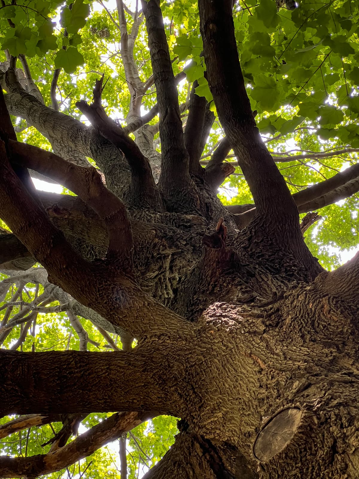 A close-up, upward view of a large, gnarled tree trunk with thick, sprawling branches extending outward. The sunlight filters through the lush green leaves above, casting soft light and shadows on the bark. The image emphasizes the texture of the tree bark and the dense canopy overhead.