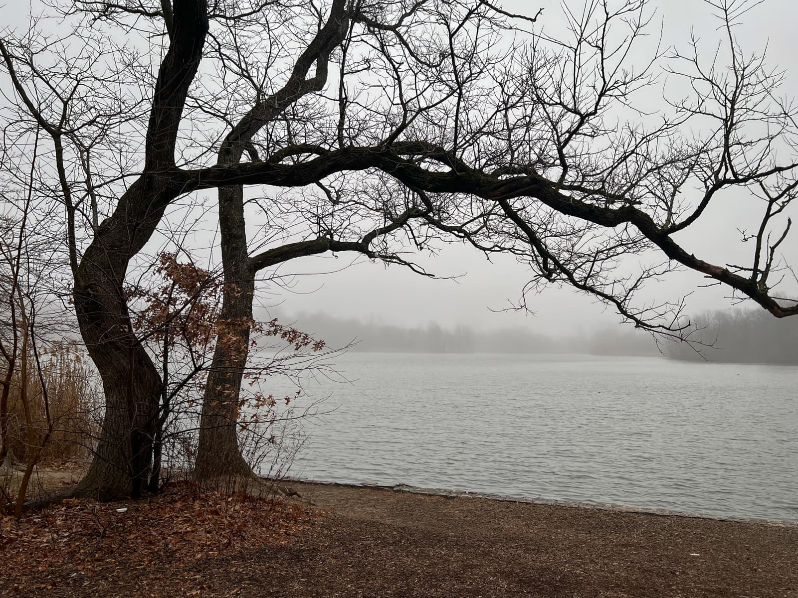 A quiet, foggy lake scene framed by bare, twisted tree branches in the foreground, with muted tones and leafless trees in the distance evoking a peaceful, wintry atmosphere.