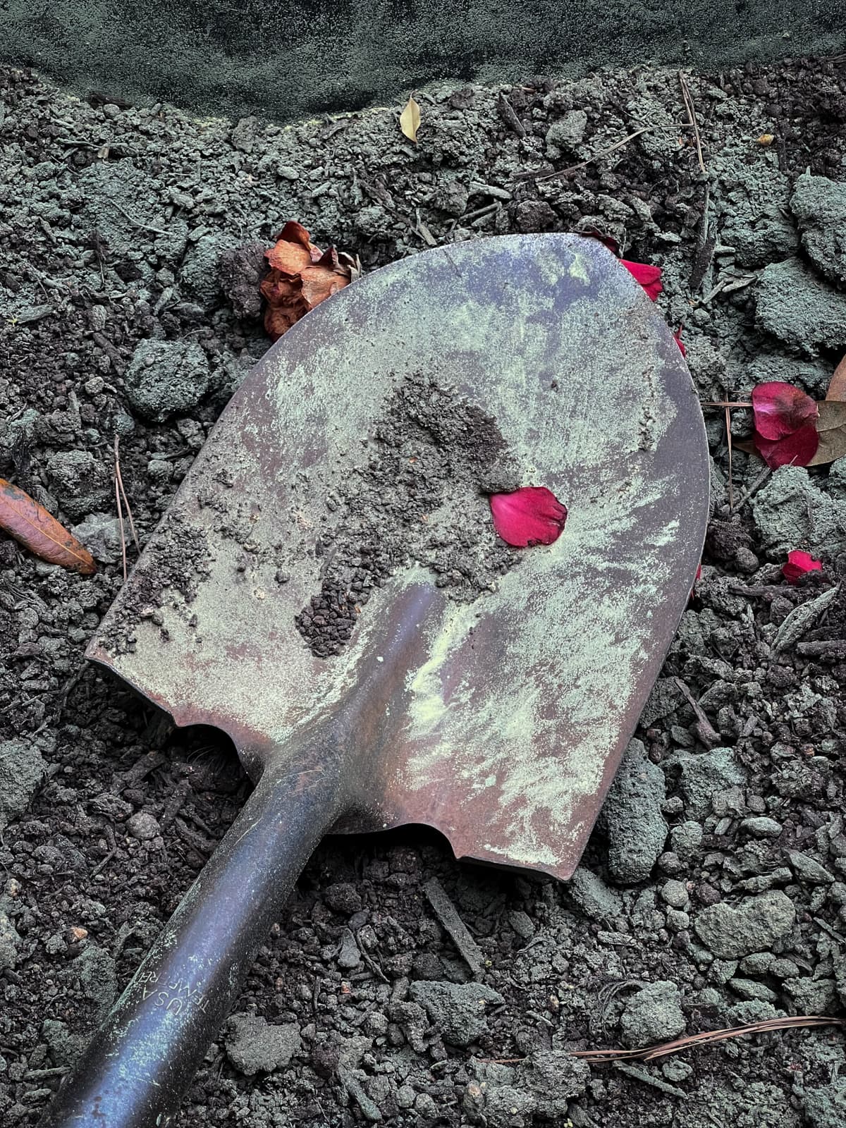 A worn, metal shovel lies on dark, uneven soil. Scattered around the shovel are a few vivid red rose petals and dried leaves, contrasting sharply with the muted earth tones.