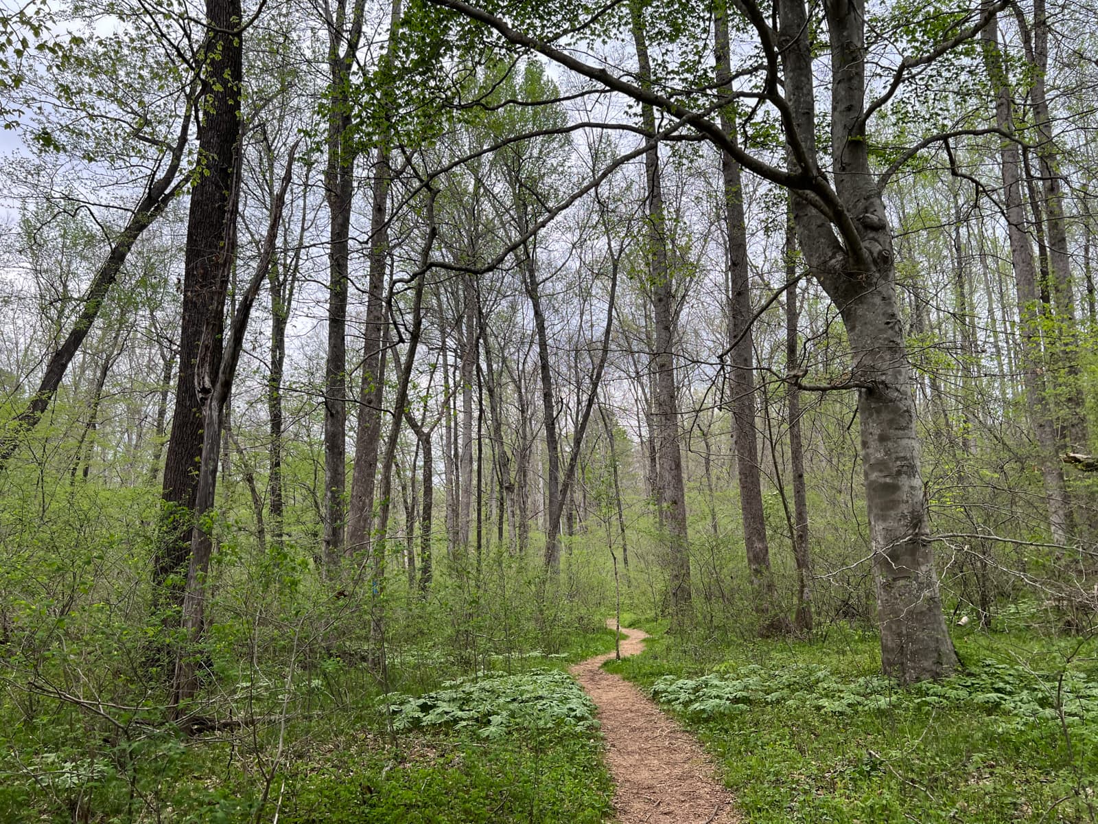 A narrow dirt path winds through a lush forest, flanked by tall trees just beginning to leaf out. The forest floor is covered in green undergrowth, and the canopy overhead is sparse with early spring foliage.
