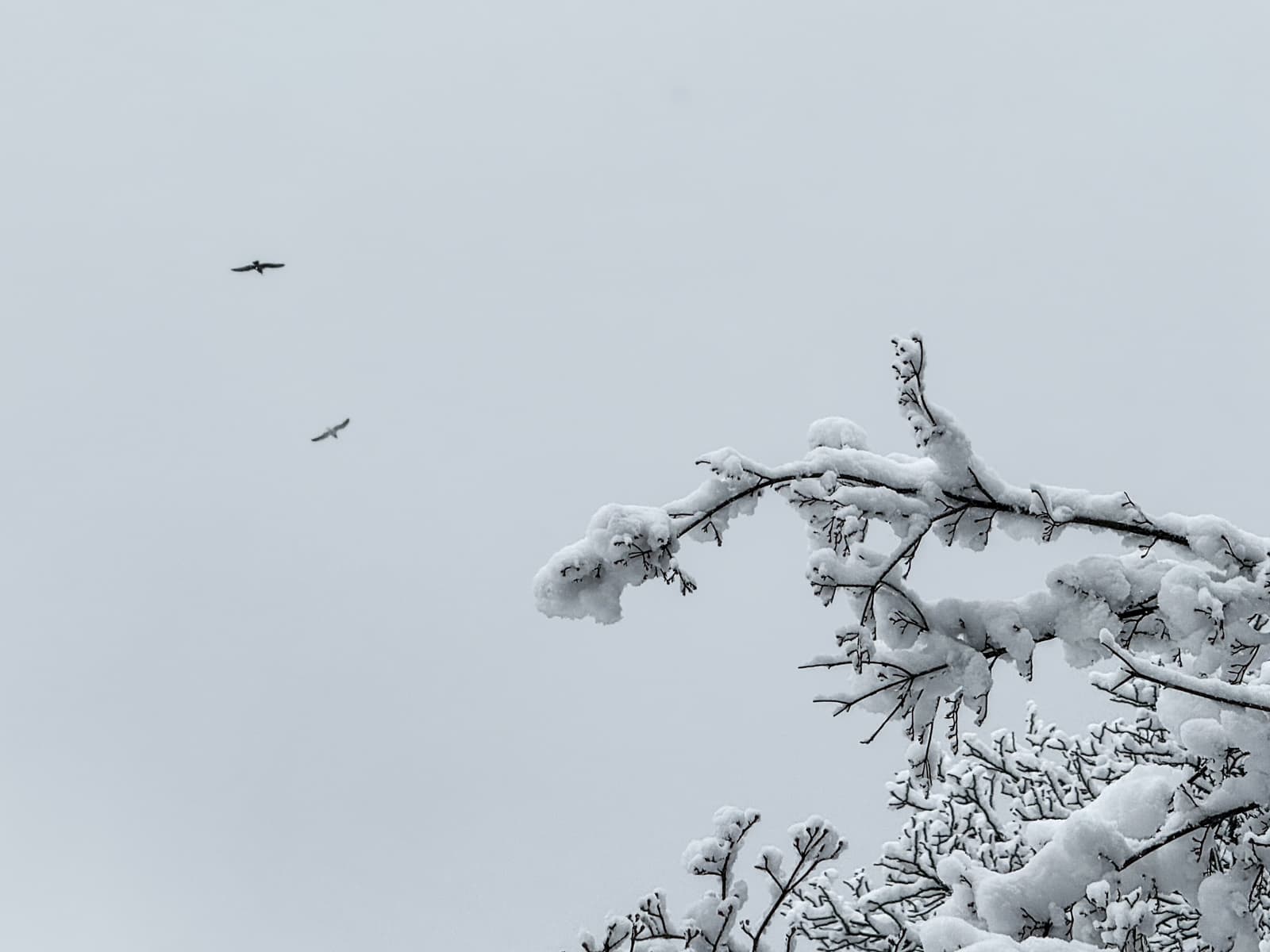 Two birds glide across a pale gray winter sky above tree branches heavily coated in snow. The scene is minimal and serene, with the snowy branch extending into the frame from the right.