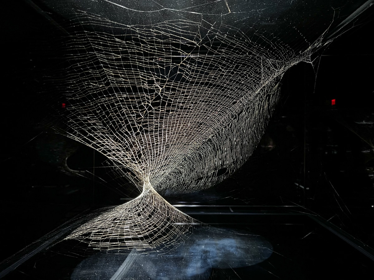 A detailed photograph of a large spiderweb in a dark, enclosed space. The web is stretched tightly between two surfaces, with intricate, delicate lines creating a spiral shape. The lighting highlights the fragile web structure, casting a dramatic shadow against the dark background, making the web appear both ethereal and monumental.