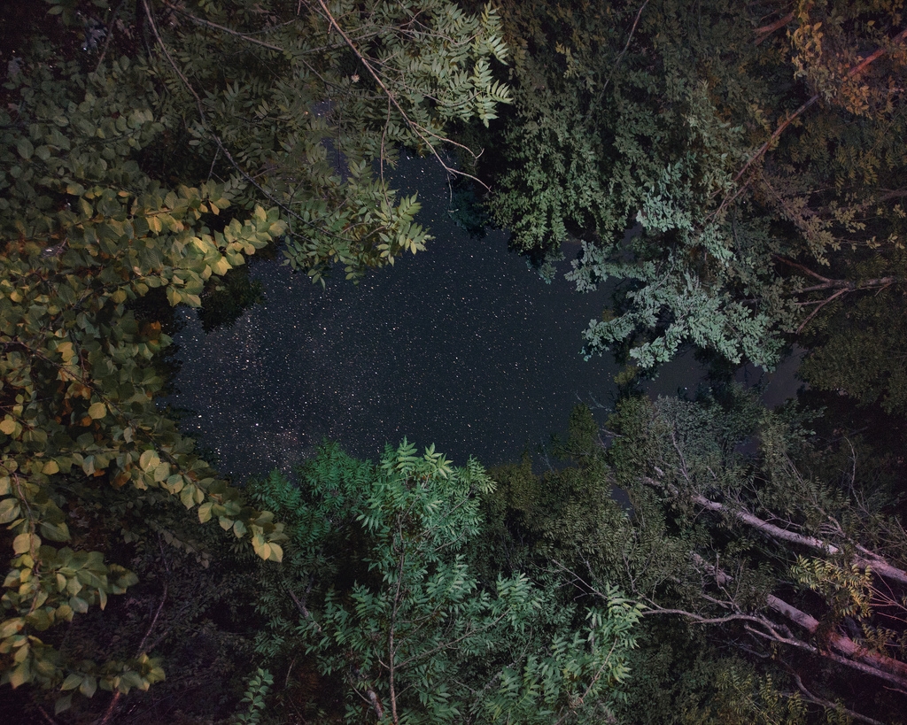 Night photo looking straight up through a ring of dense tree canopy at a dark, star-filled sky, with green and yellowing leaves framing the opening and pale bare branches angling across the lower right.