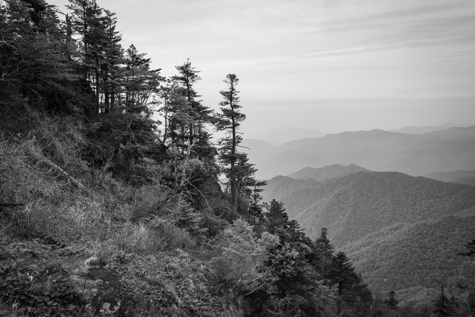 A black and white image of tall trees growing on a cliffside with misty mountains stretching into the distance.