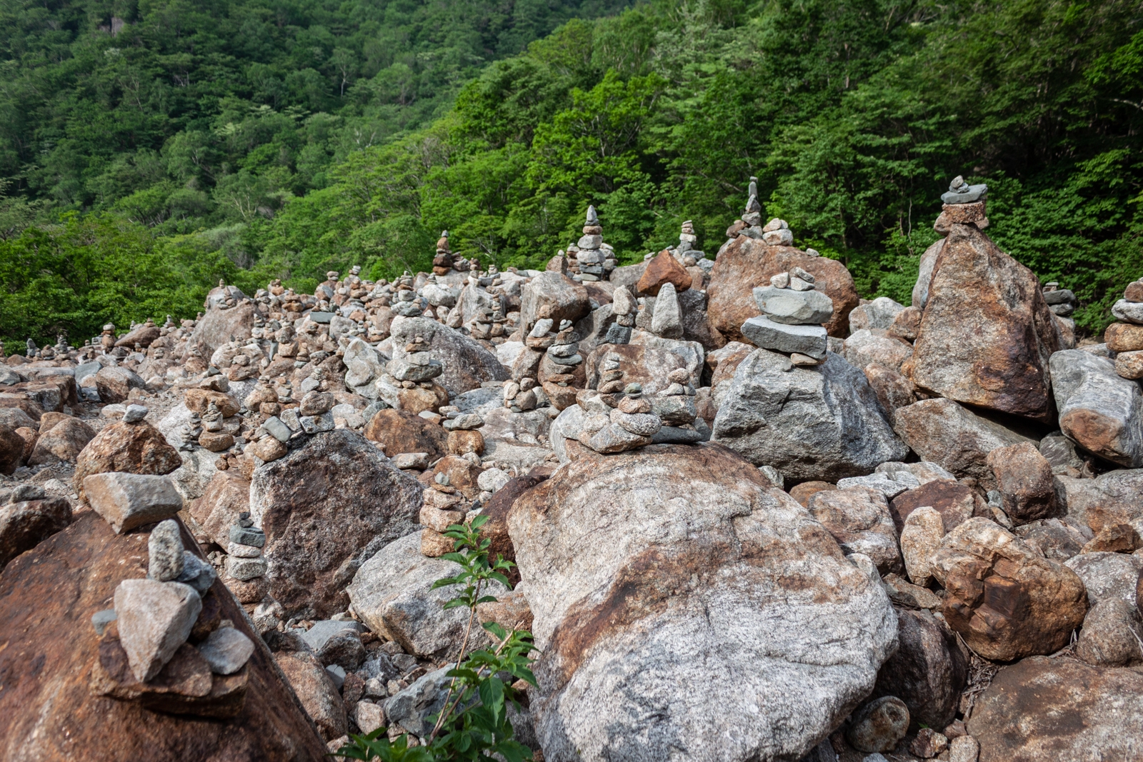 A field of stacked rock cairns balanced on large boulders, set against a lush green forest background.