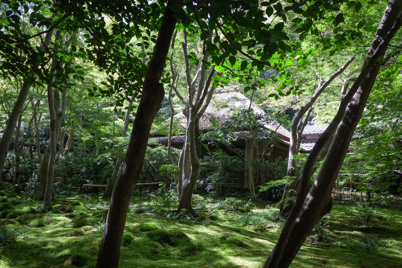 A tranquil Japanese garden scene with tall, slender trees growing above a lush, green moss-covered ground. In the background, a traditional thatched-roof building is partially obscured by the dense foliage, adding to the sense of serenity and seclusion.