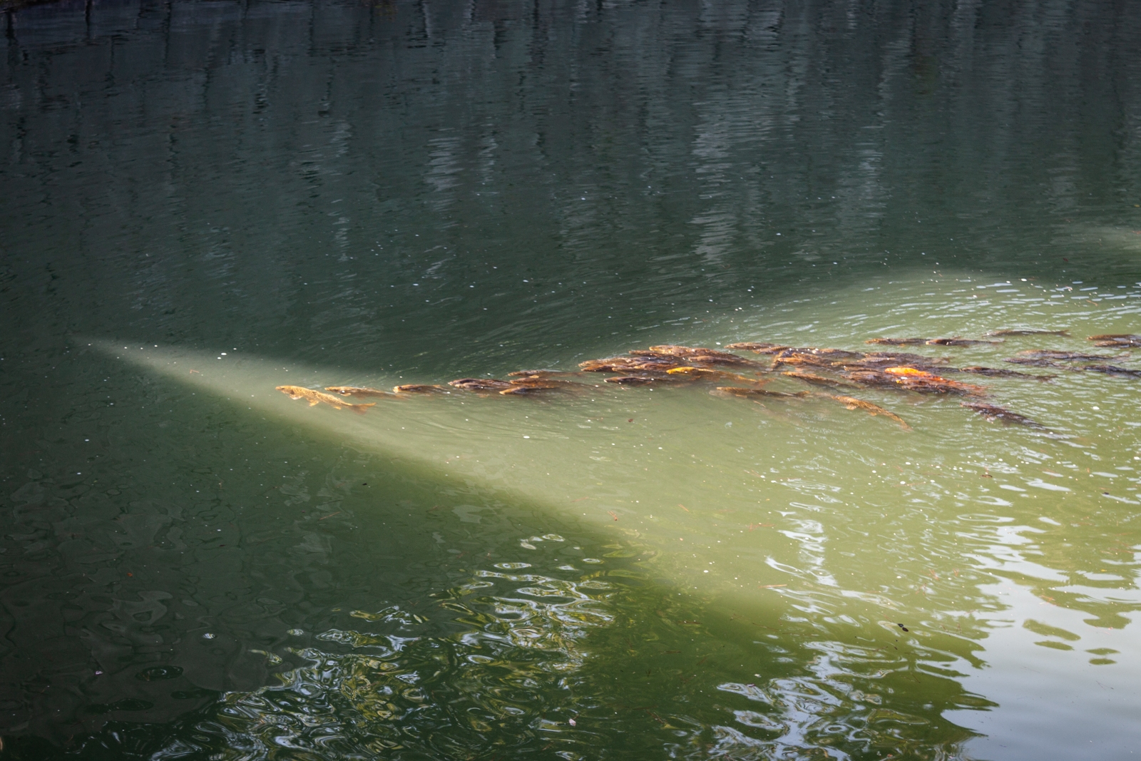 A group of orange and yellow koi fish swimming in a calm pond. The sunlight shines down on them, creating a beam of light that highlights their movement beneath the surface of the water.
