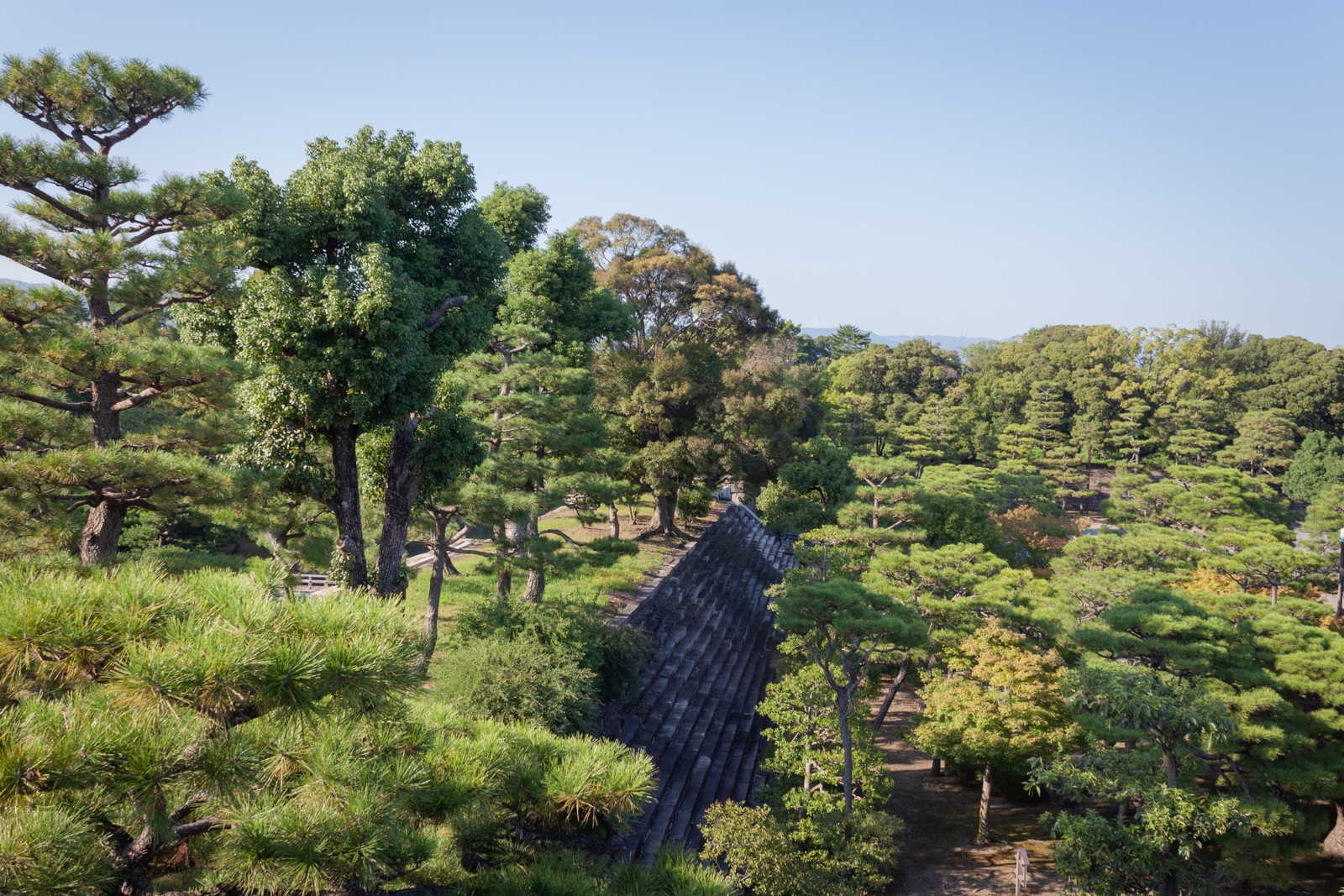 A view of a traditional Japanese garden from an elevated vantage point, showcasing tall pine trees and dense greenery. The rooftop of a traditional building partially peeks through the foliage, blending harmoniously with the natural surroundings.