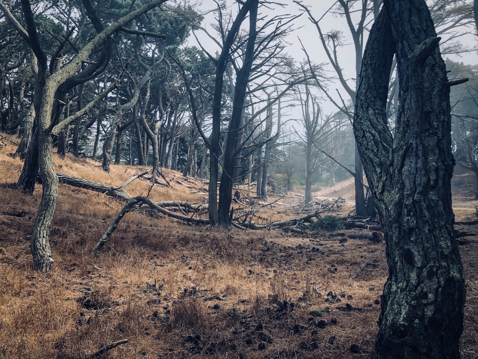 A dense forest scene with gnarled, twisted trees scattered across a dry, grassy forest floor. Some of the trees have fallen, their branches adding to the tangled, chaotic look of the landscape. The mist in the background gives the scene a mysterious, eerie atmosphere.
