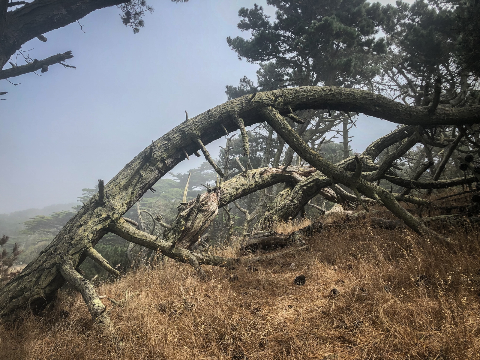 A fallen tree with a curved trunk resting on a dry, grassy hillside. The tree’s bare branches arch across the scene, creating a natural frame. In the background, tall trees rise through the mist, adding to the haunting, secluded feel of the landscape.