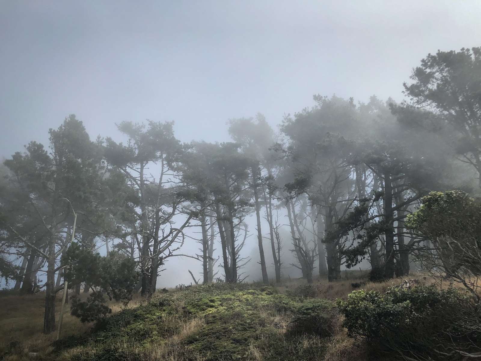 A foggy forest scene with tall, thin trees scattered across a grassy hill. The mist rolls through the trees, creating a moody, ethereal atmosphere. The branches of the trees are silhouetted against the dense fog, adding a sense of mystery to the landscape.