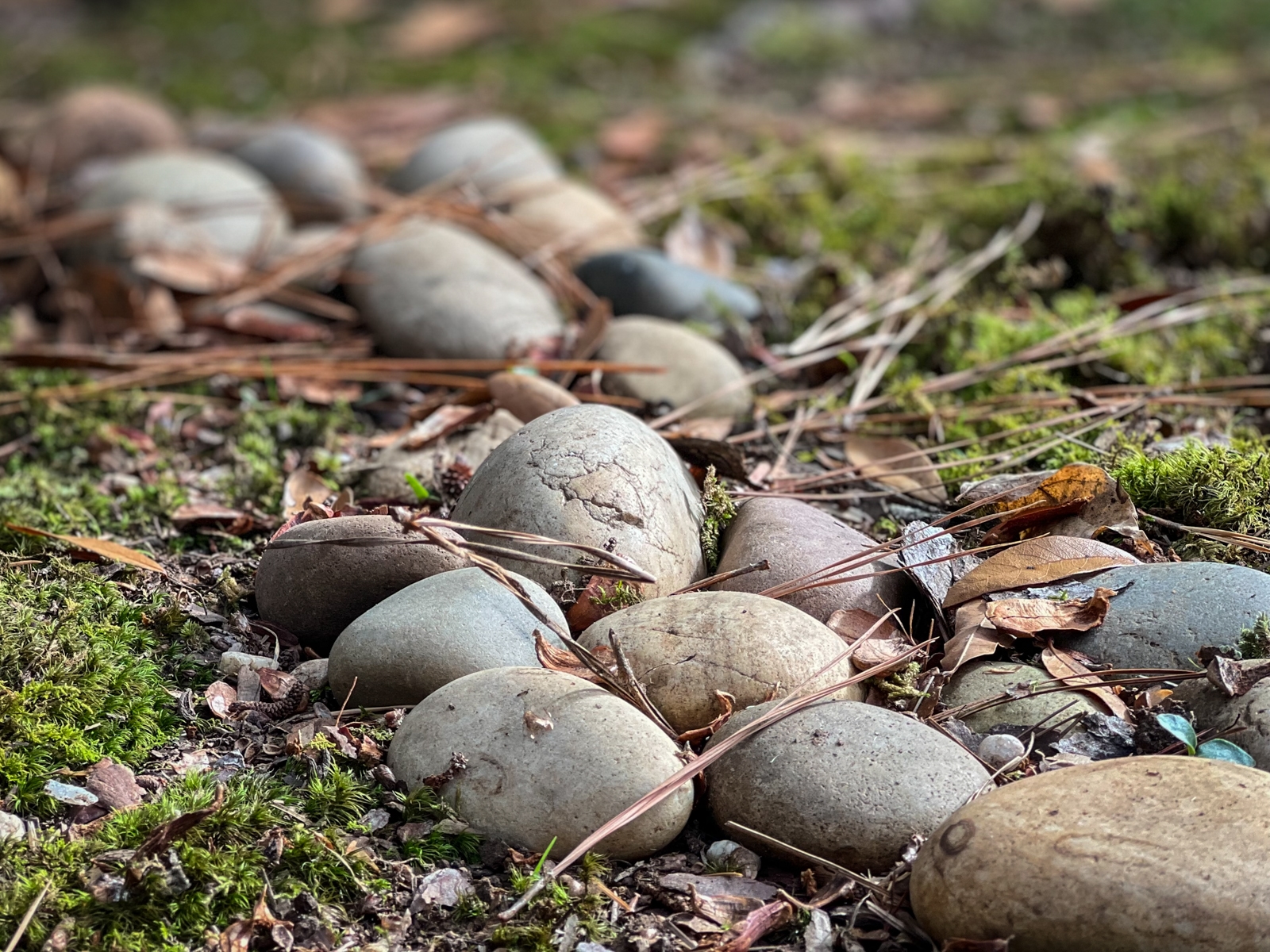 A close-up image of smooth, rounded stones arranged in a line on the ground, surrounded by patches of green moss and scattered dried leaves and pine needles. The stones vary in shades of gray and brown, with some showing cracks and imperfections. The background is slightly blurred, drawing focus to the texture and natural arrangement of the stones and surrounding foliage. The overall scene conveys a quiet, earthy atmosphere.