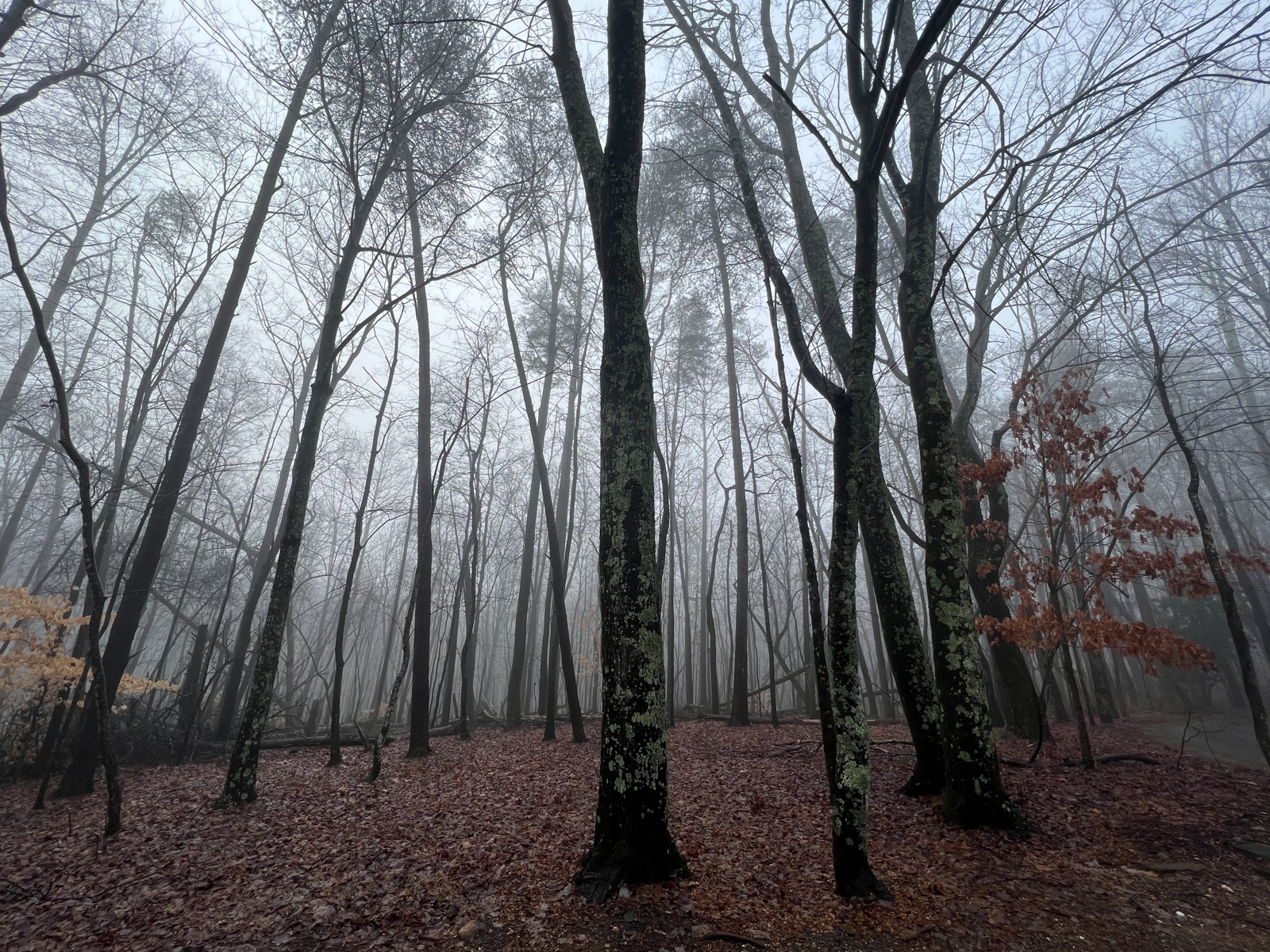 A misty forest scene with tall, slender trees rising into the fog. The forest floor is covered in fallen leaves, and the bare branches create a haunting, ethereal atmosphere.