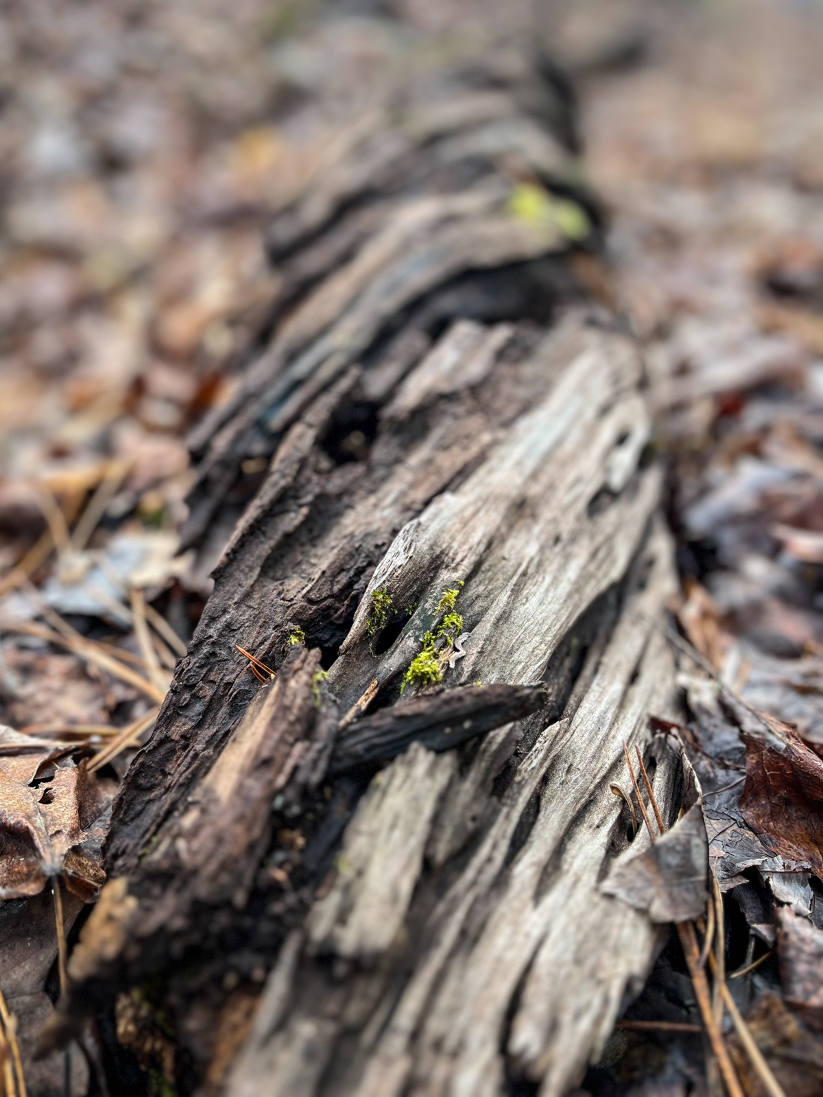 A close-up of a decaying log covered in small patches of bright green moss. The wood appears weathered and splintered, with the background softly blurred.