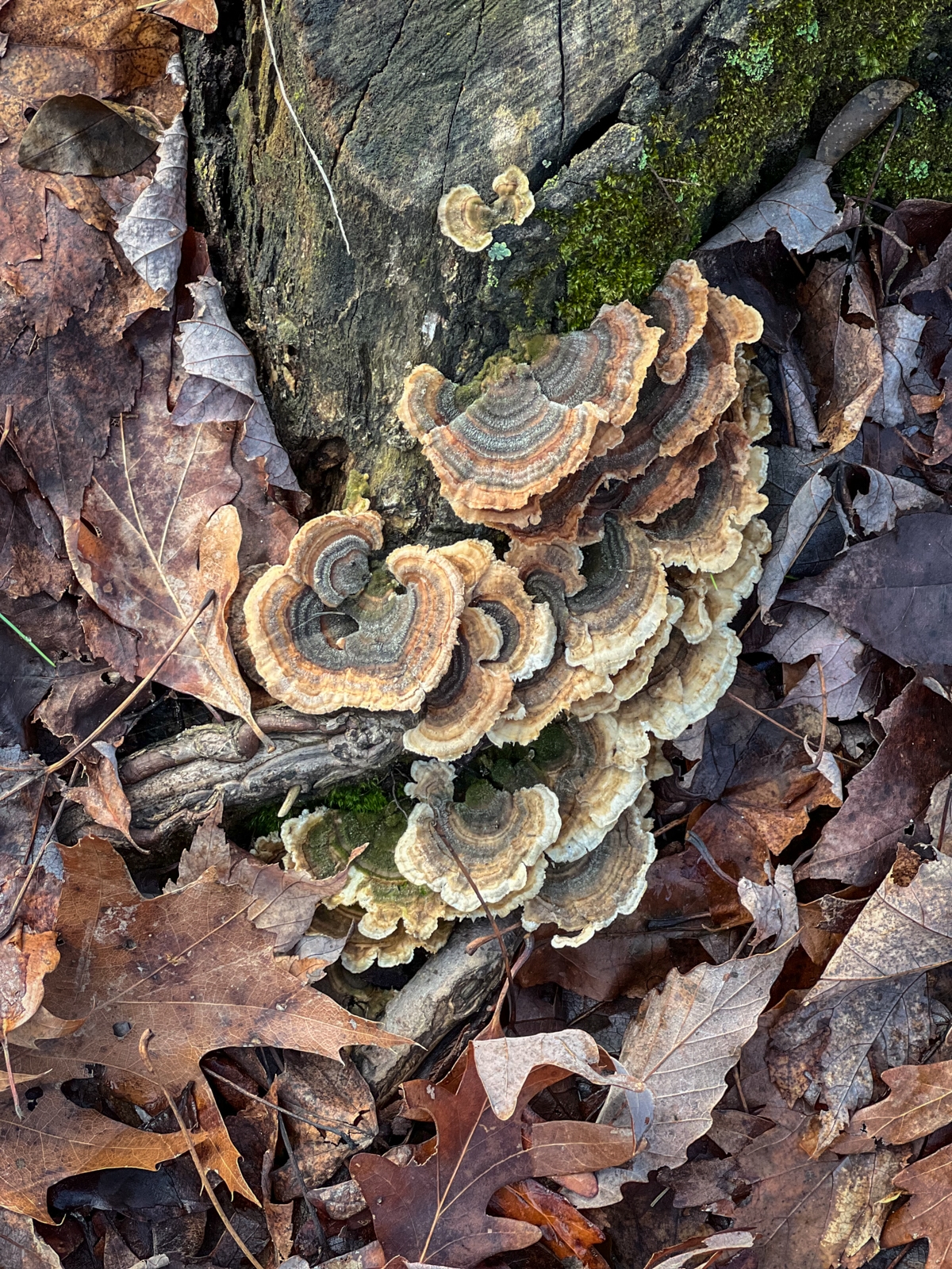 Shelf-like mushrooms in shades of brown and beige growing at the base of a tree surrounded by dry leaves. The colors of the fungi blend with the autumn tones of the forest floor.