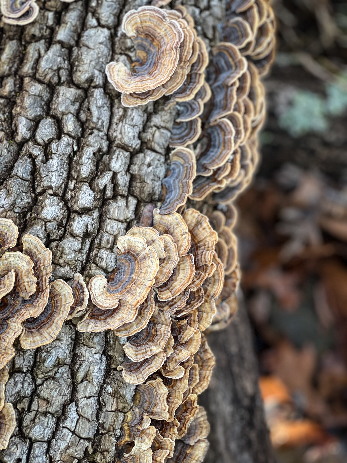 A cluster of fan-shaped fungi, light brown with darker rings, growing tightly along the bark of a tree. The texture of the bark and the natural patterns in the fungi's growth create an intricate, layered effect.