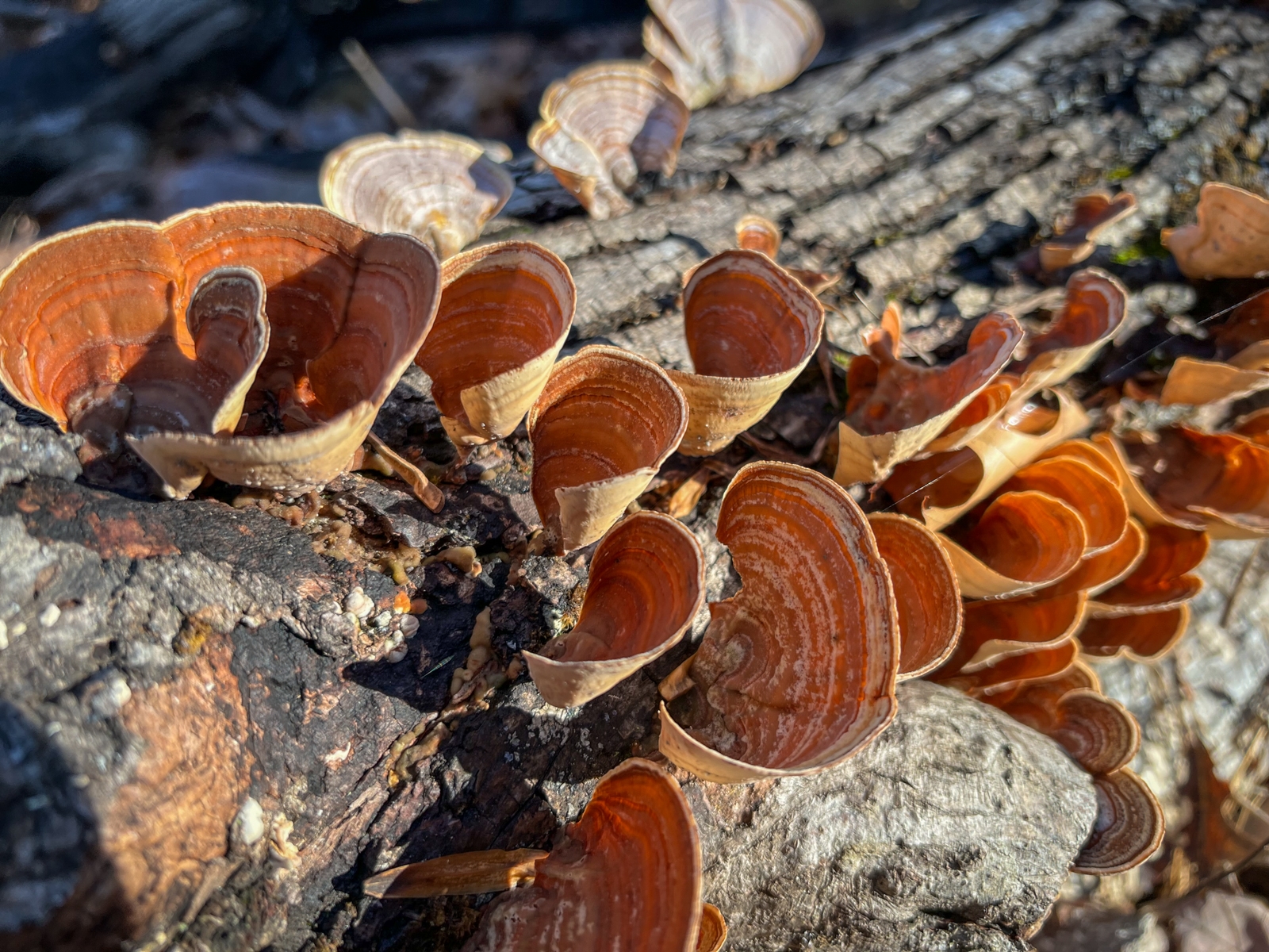 A close-up of small, fan-shaped mushrooms with reddish-brown caps growing on a piece of decaying wood. The delicate ridges and earthy colors of the fungi contrast with the rough, dark bark.