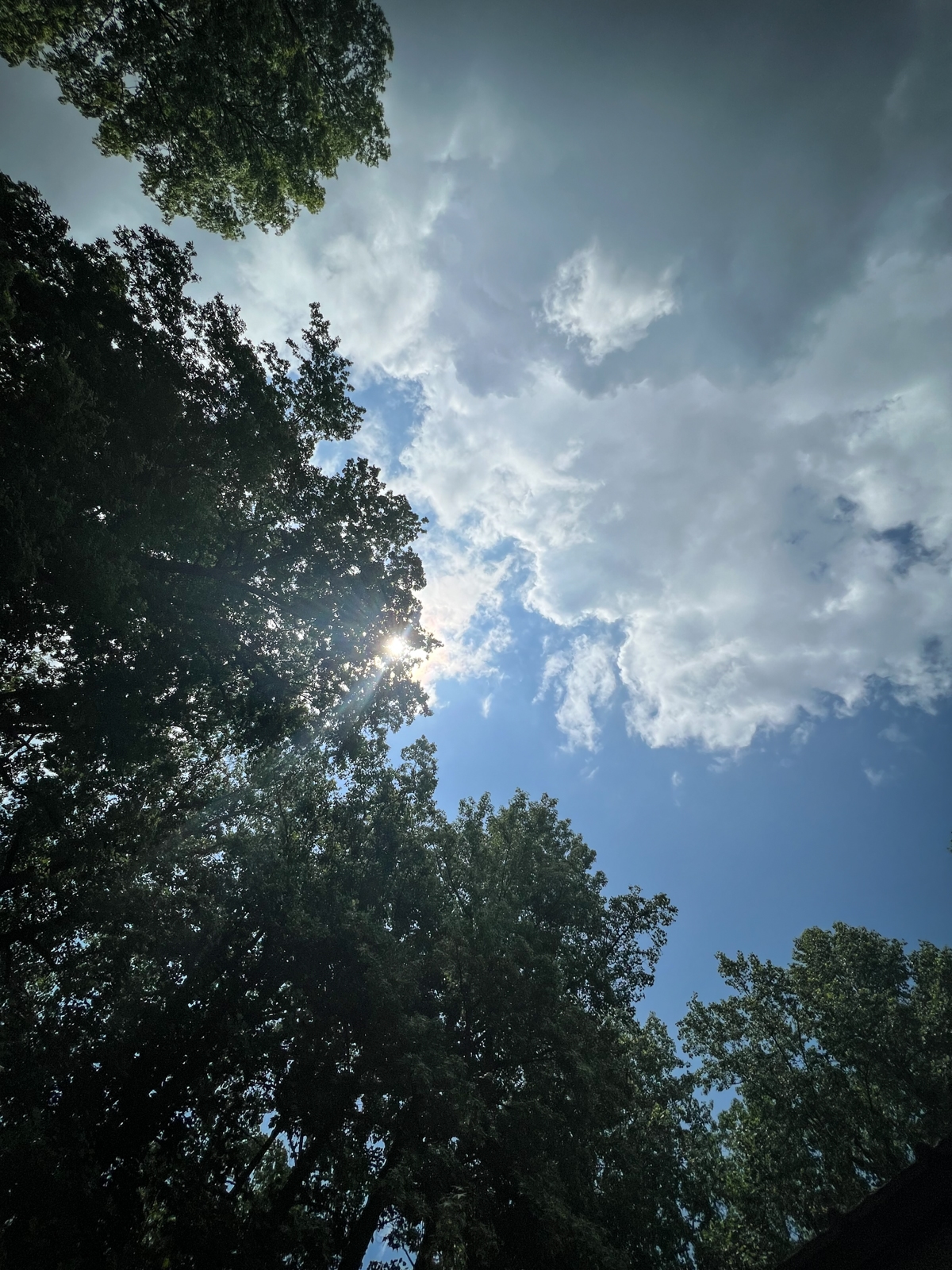 The camera points upward to capture a patch of the sky framed by tall trees. The sun peeks through the branches, and the clouds in the blue sky create a peaceful and open feeling, with light and shadows playing between the leaves.