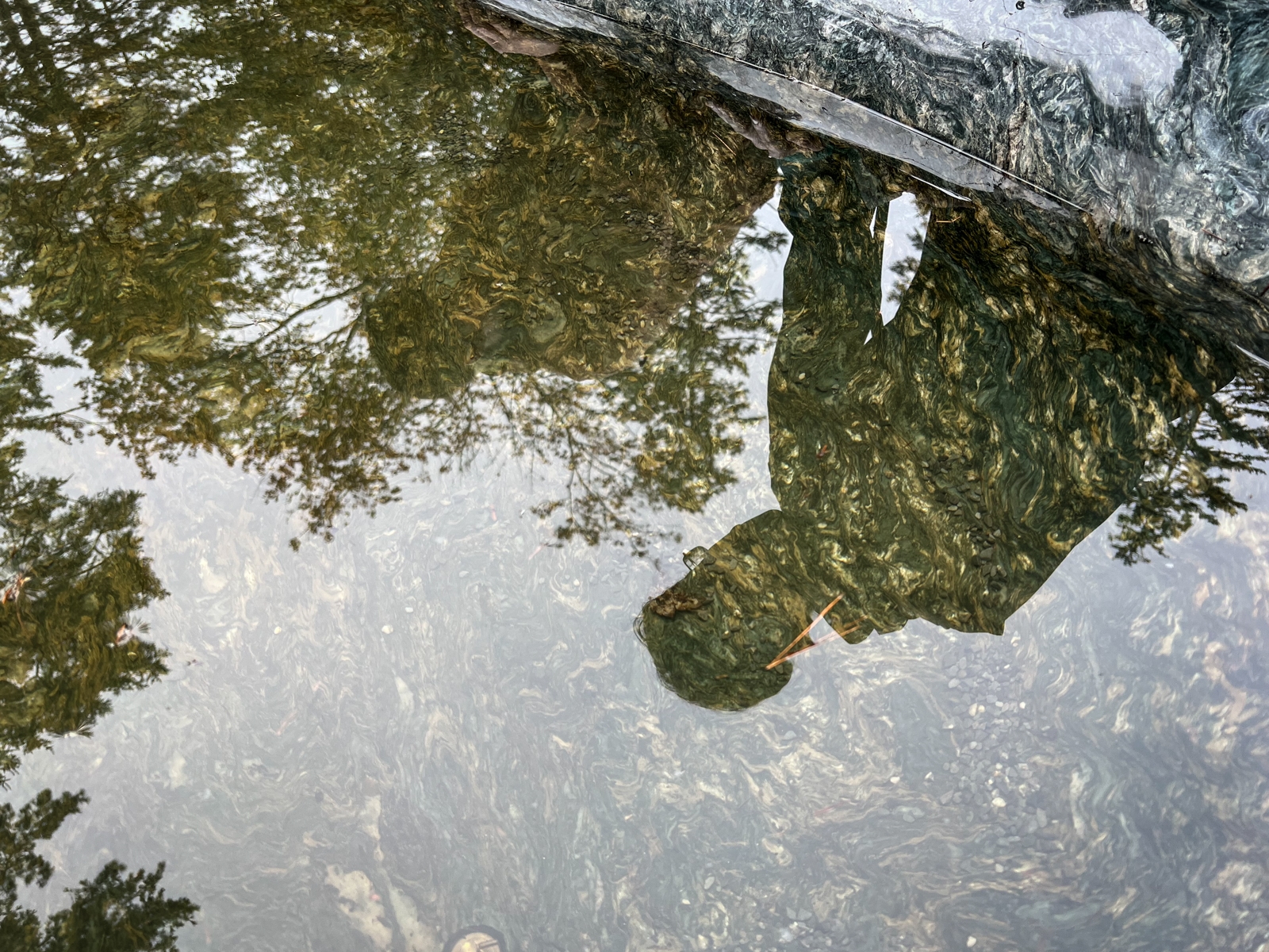 A reflection of trees and a figure in a shallow pool of water. The ripples distort the reflection, creating a peaceful and abstract image.