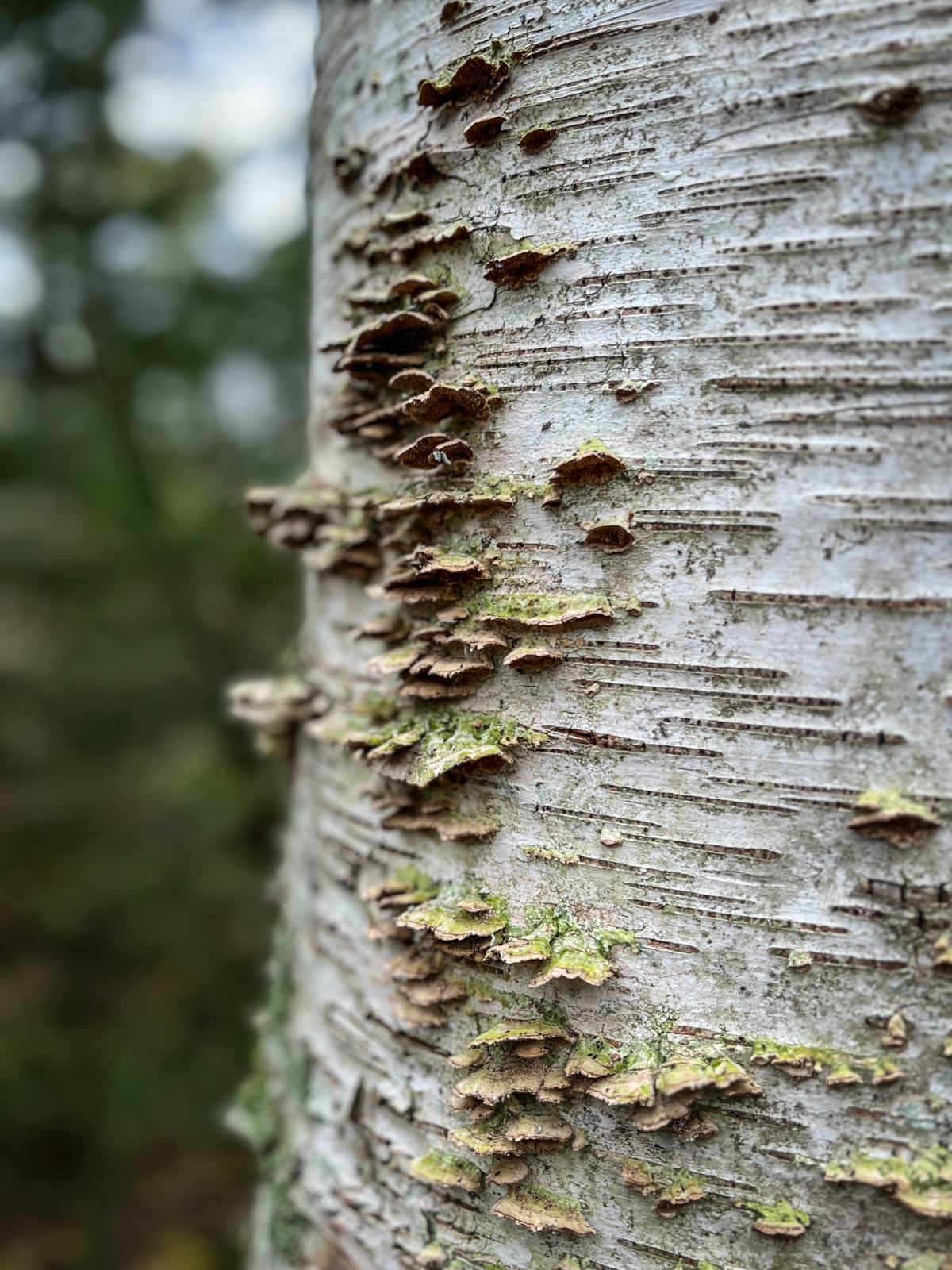 A close-up of a tree trunk with layers of lichen and small fungi growing in horizontal lines along the bark.