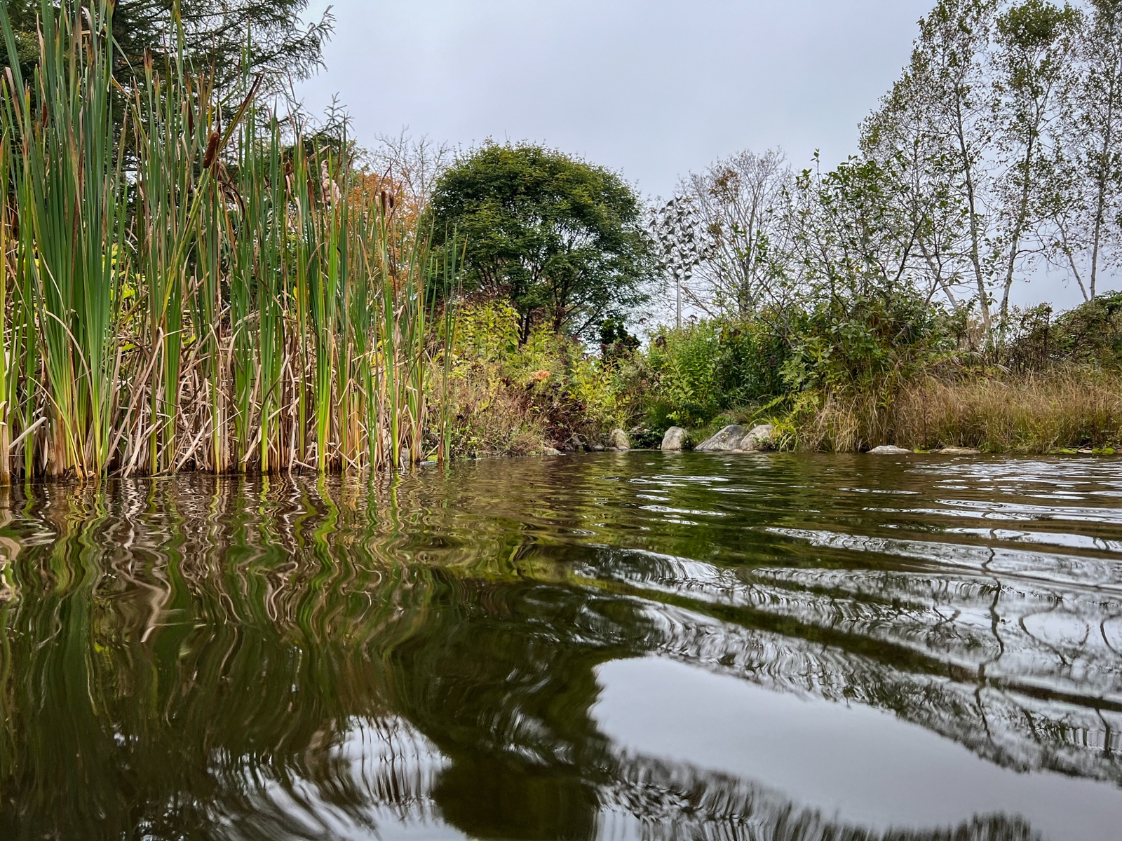 A tranquil pond surrounded by tall reeds and lush greenery. The reflection of the vegetation is mirrored in the still water.