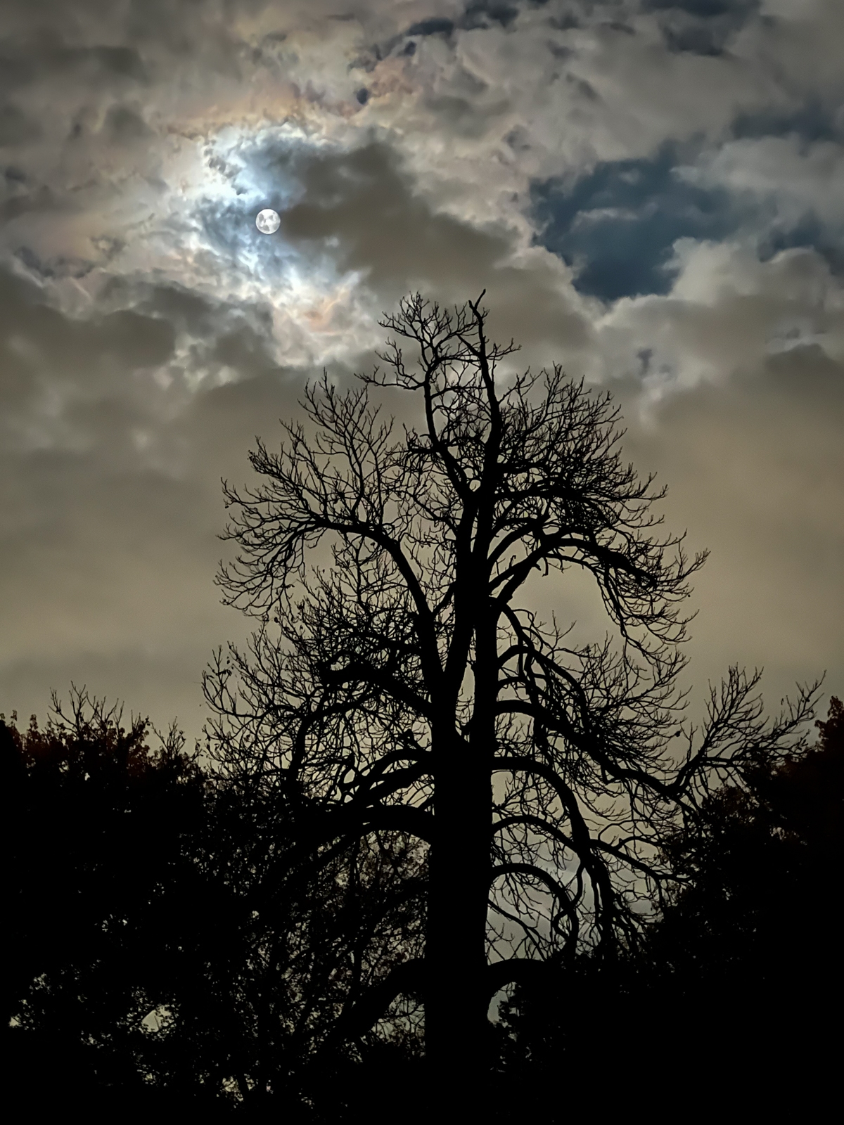 An image of a dramatic nighttime or twilight scene with a glowing moon breaking through a cloud-covered sky, silhouetting a leafless tree. The lighting creates an eerie yet peaceful atmosphere, with the sky glowing faintly from the moon behind the clouds.
