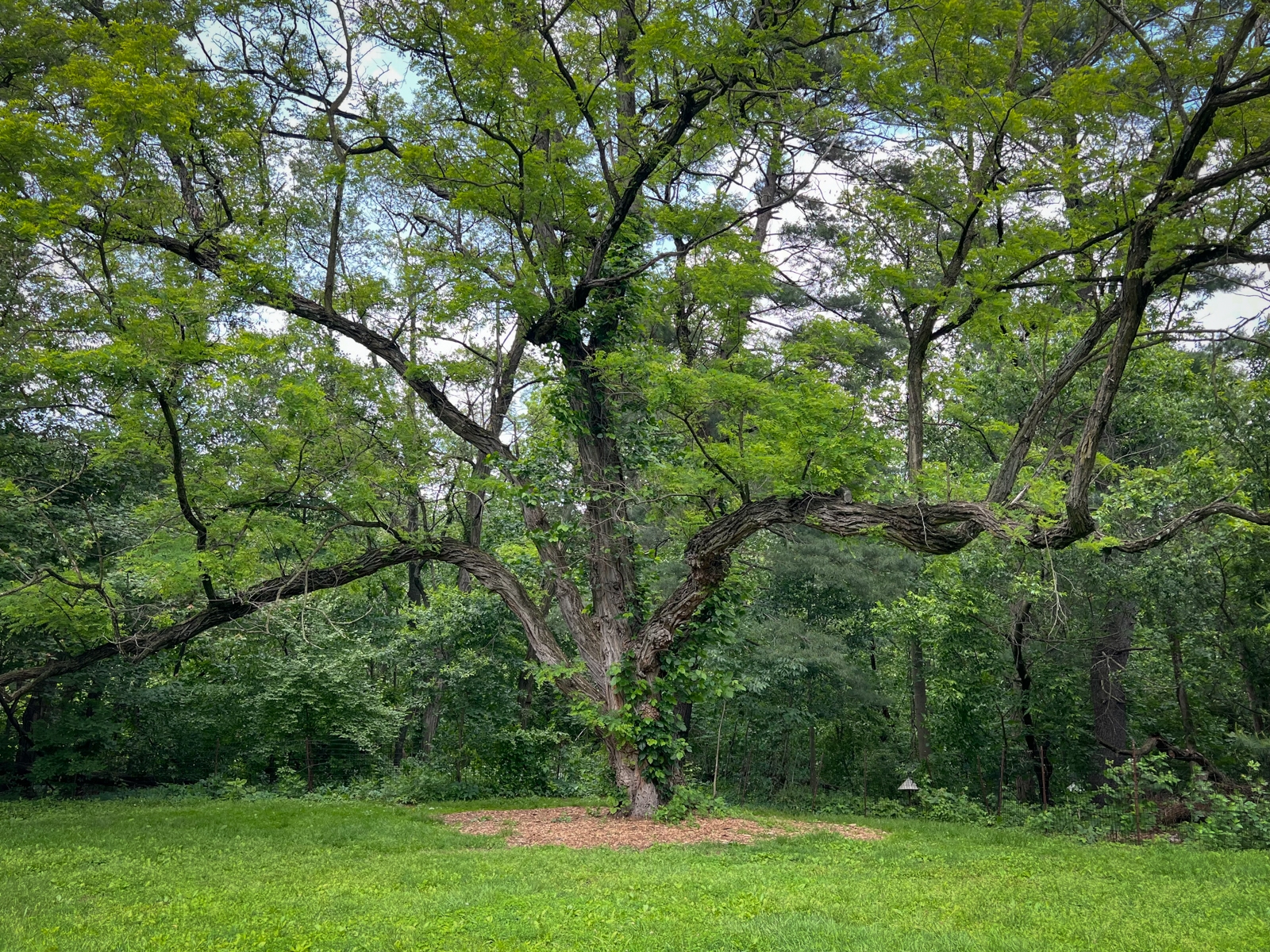 A wide, sprawling tree with twisted branches and bright green foliage standing alone in a grassy clearing, surrounded by a dense forest.