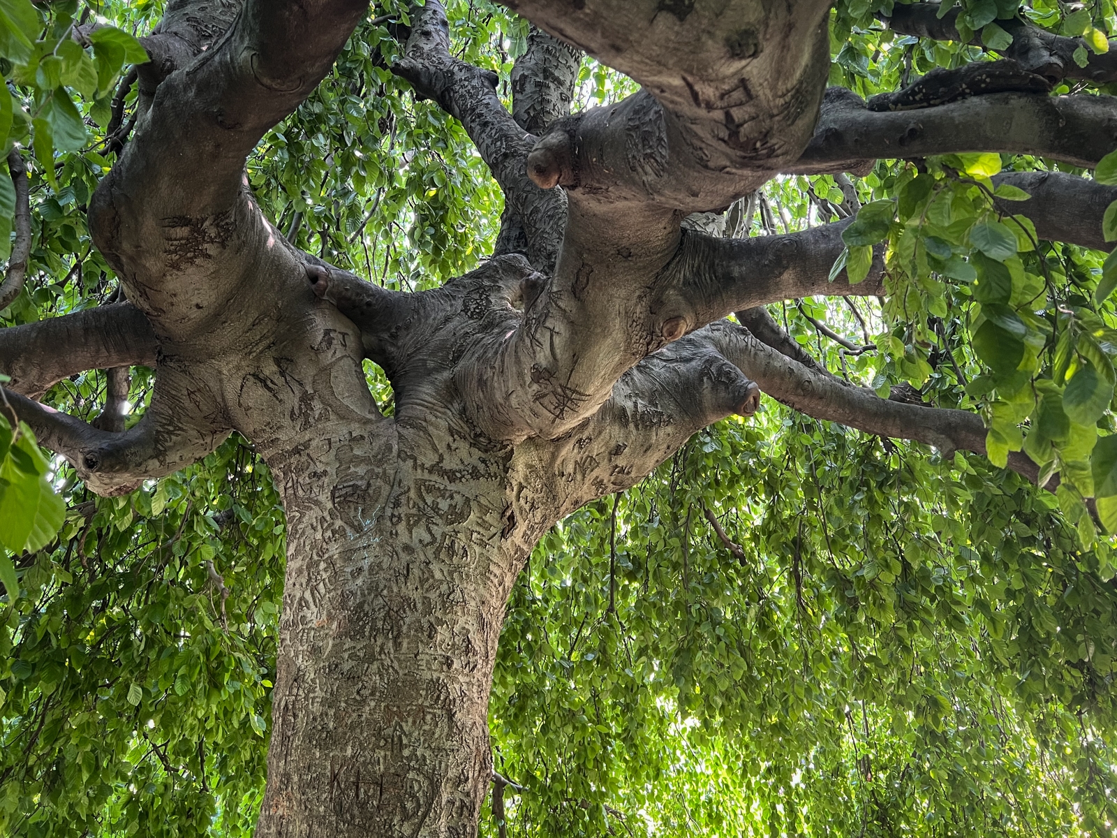 Close-up view from underneath a large tree with thick, gnarled branches and dense green leaves; the bark is covered in carved initials and symbols.