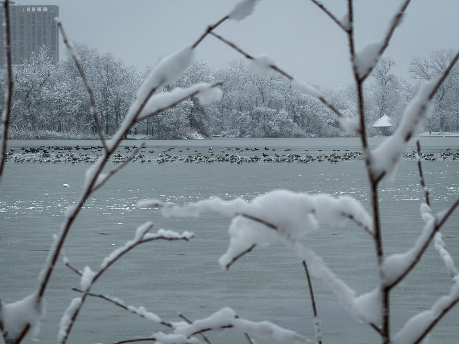 Snow-laden tree branches in the foreground frame a view of a frozen lake where hundreds of ducks or geese are clustered on the ice. A snowy treeline and a small pavilion stand in the distance beneath an overcast sky.