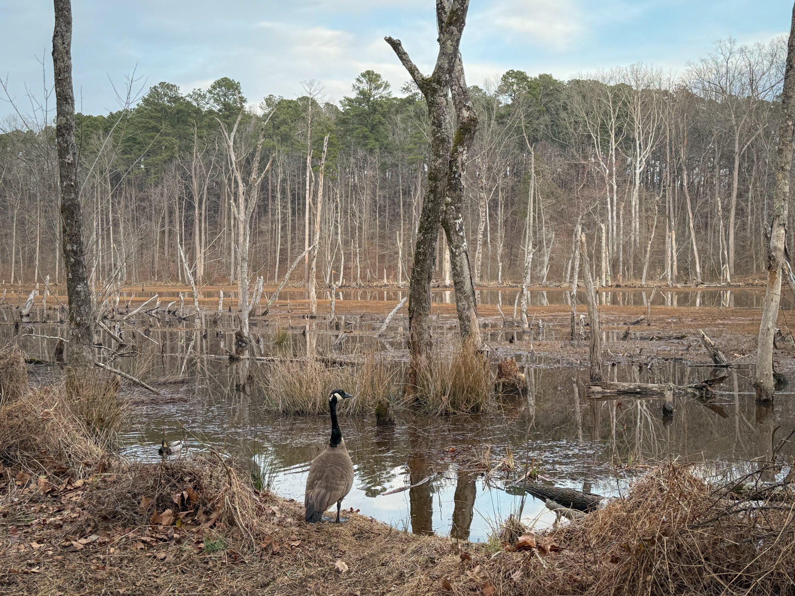 Canada goose standing beside a flooded woodland with dead tree trunks rising from the water.