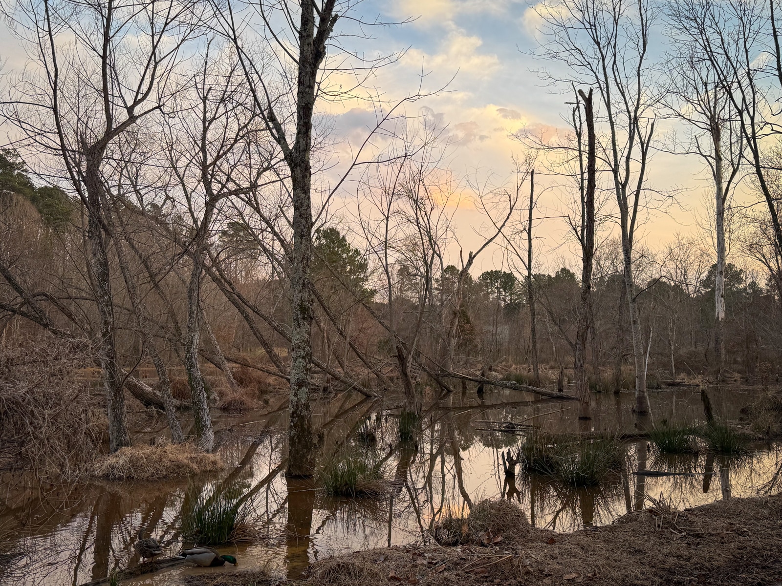 Flooded woodland at sunset with bare trees reflected in calm brown water.
